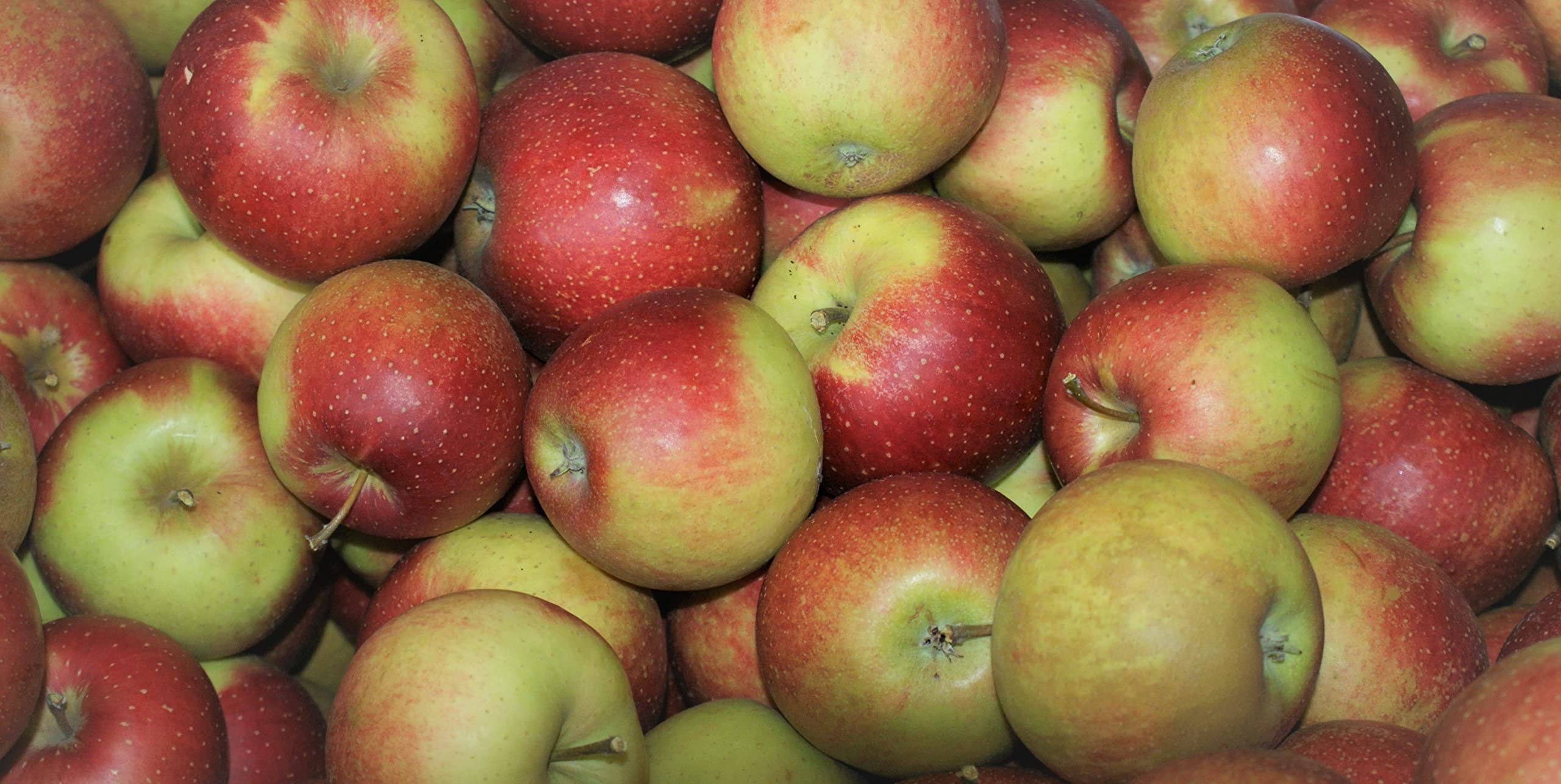 Äpfel Wellant Allergikerapfel aus Deutschland Bodensee 1-10 KG