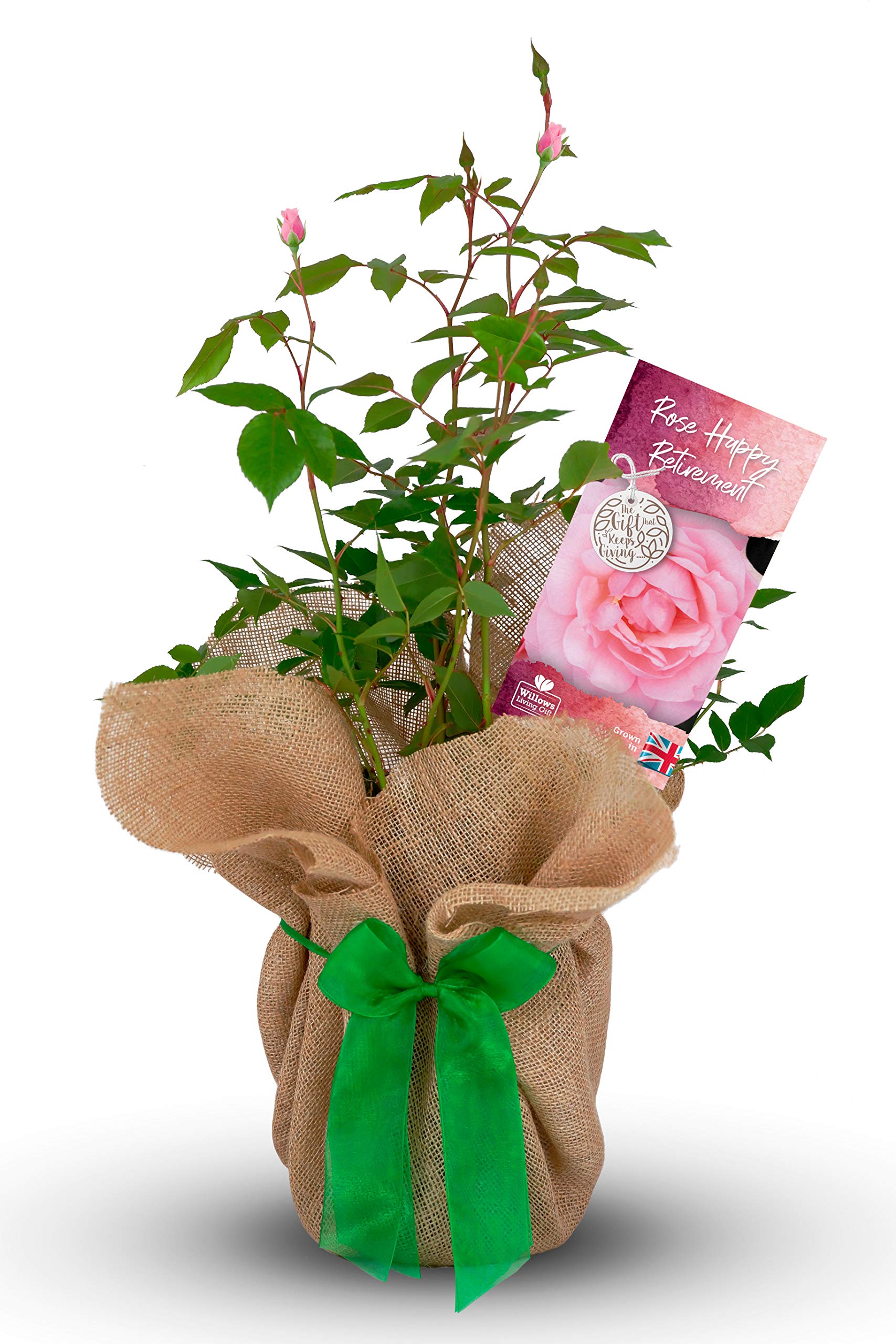 Carbeth Plants Happy Retirement Rose Gift Wrapped in 3L Pot - Pink Hybrid Tea Celebration Plant - Living Outdoor Gift for Retirement Gifting