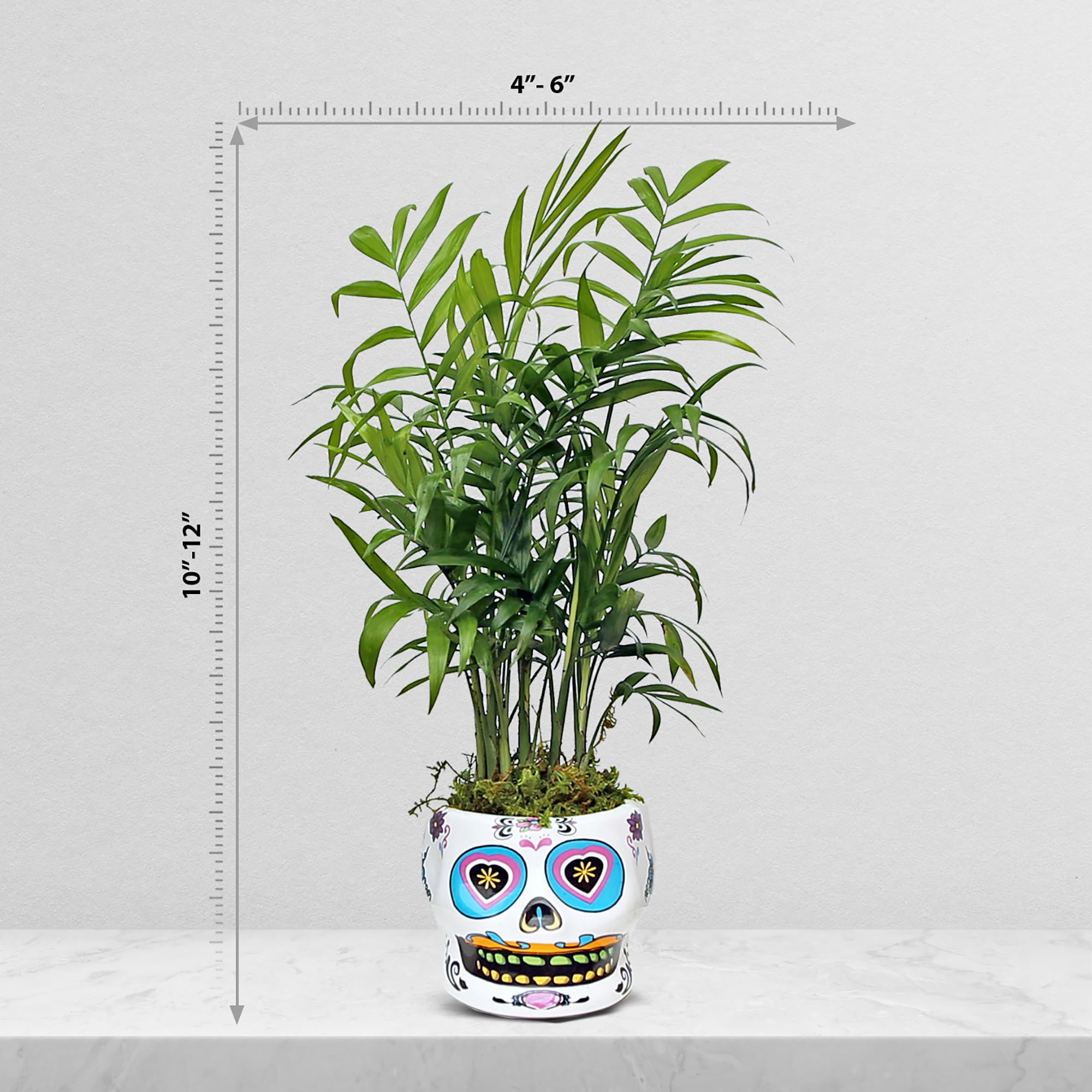 Amazon.com : Live Palm Chamaedorea Elegans, Parlor Palm, Palm