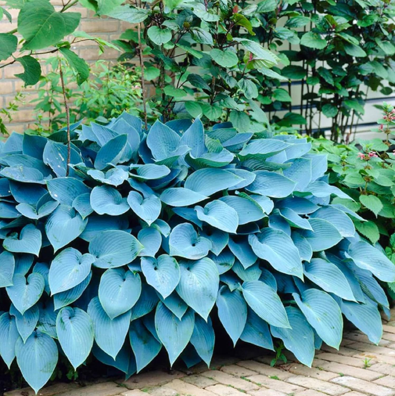 Rare Sky Blue Hosta Seeds for Planting Outdoors Shade