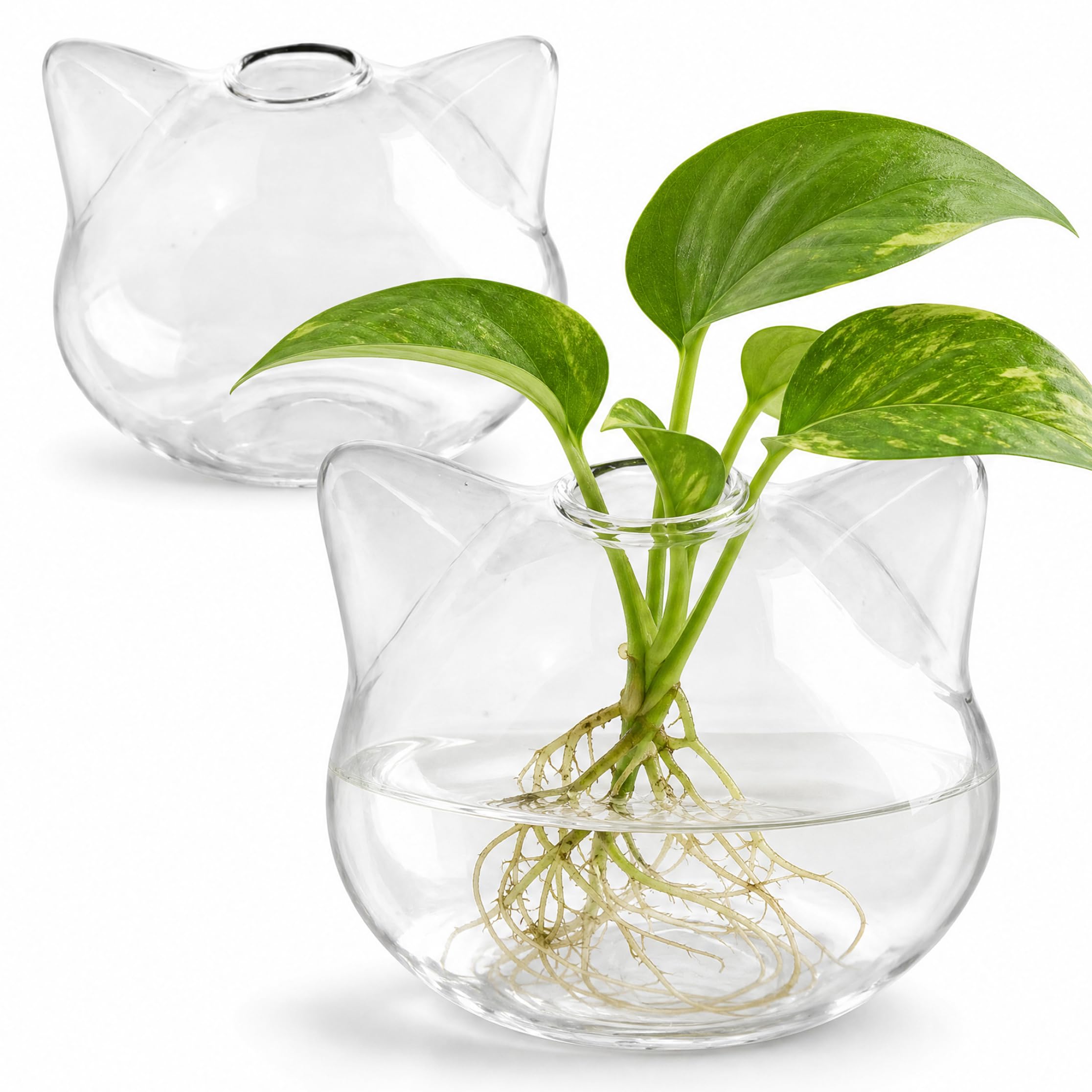 Vase à fleurs de chat et pot de propagation transparent pour plantes