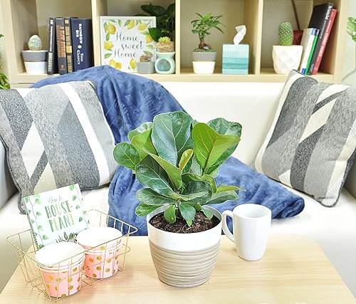 Miniatura 4 de Costa Farms Little Fiddle Leaf - Árbol de higuera viva para interiores y árbol del dinero, mini árbol bonsái vivo, planta de interior viva en maceta