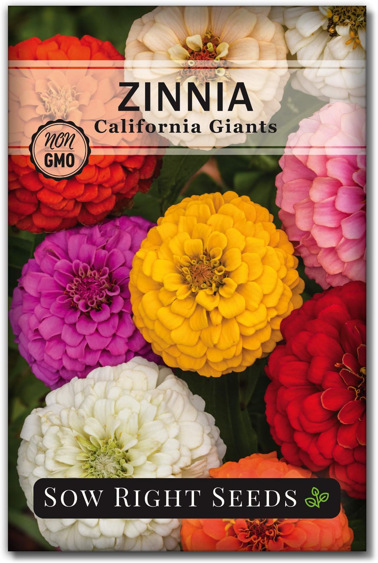 Sow Right Seeds - California Giants Mix Zinnia Seeds for Planting - Non-GMO Heirloom Packet to Grow Your Flower Garden - Attract Bees and Butterflies - Great to Cut and Come Again - Summer Annual (1)