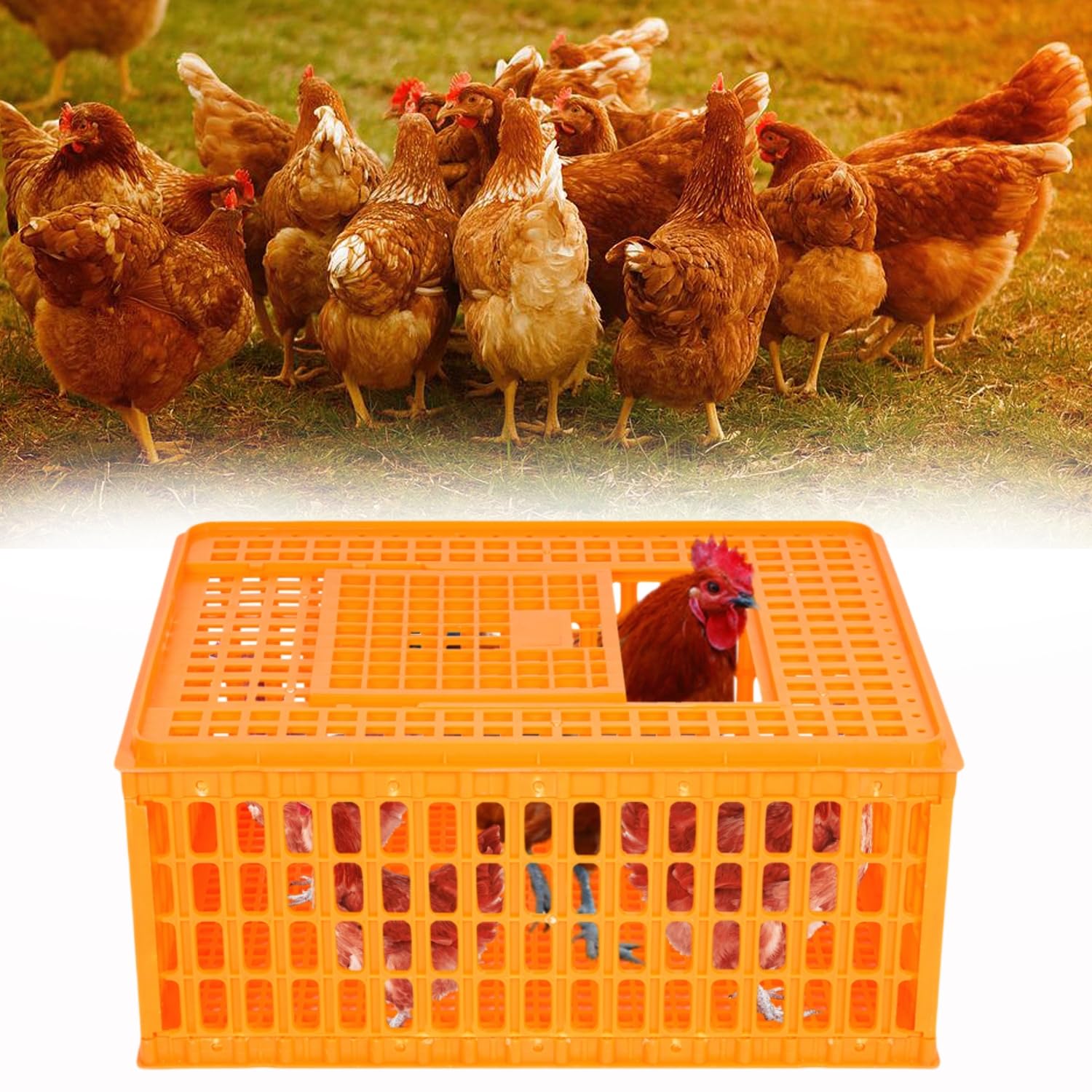 lukar 1 Piece Poultry Carrier Crate Plastic Chicken Transport Cage Heavy Duty Chicken Crates Transport Box for 10-13 Adult Chickens Duck Goose Birds, 29.5 x 21.7 x 13 Inch