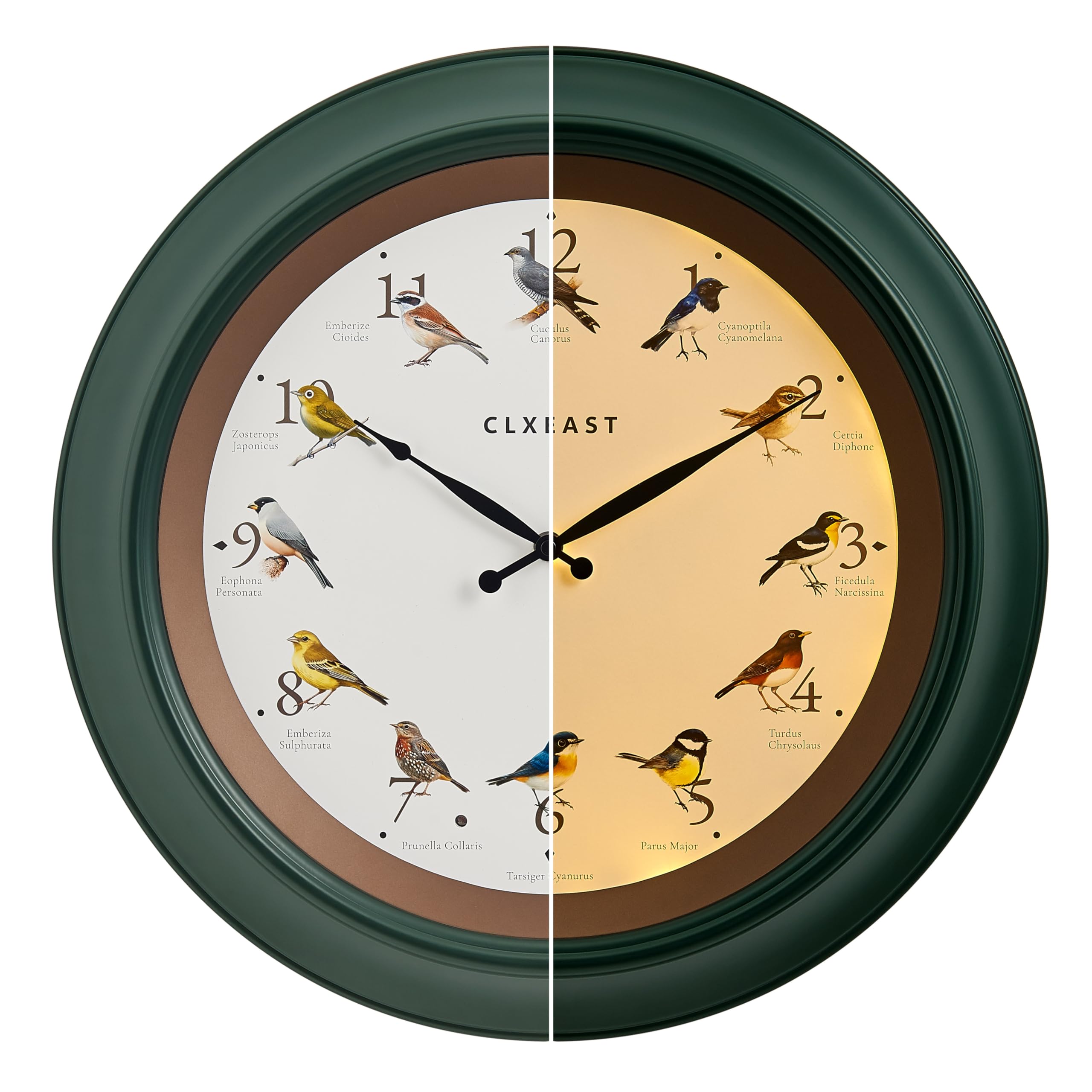 CLXEAST Reloj de pared de pájaro cantando de 45,7 cm, luz nocturna iluminada, acabado verde bosque