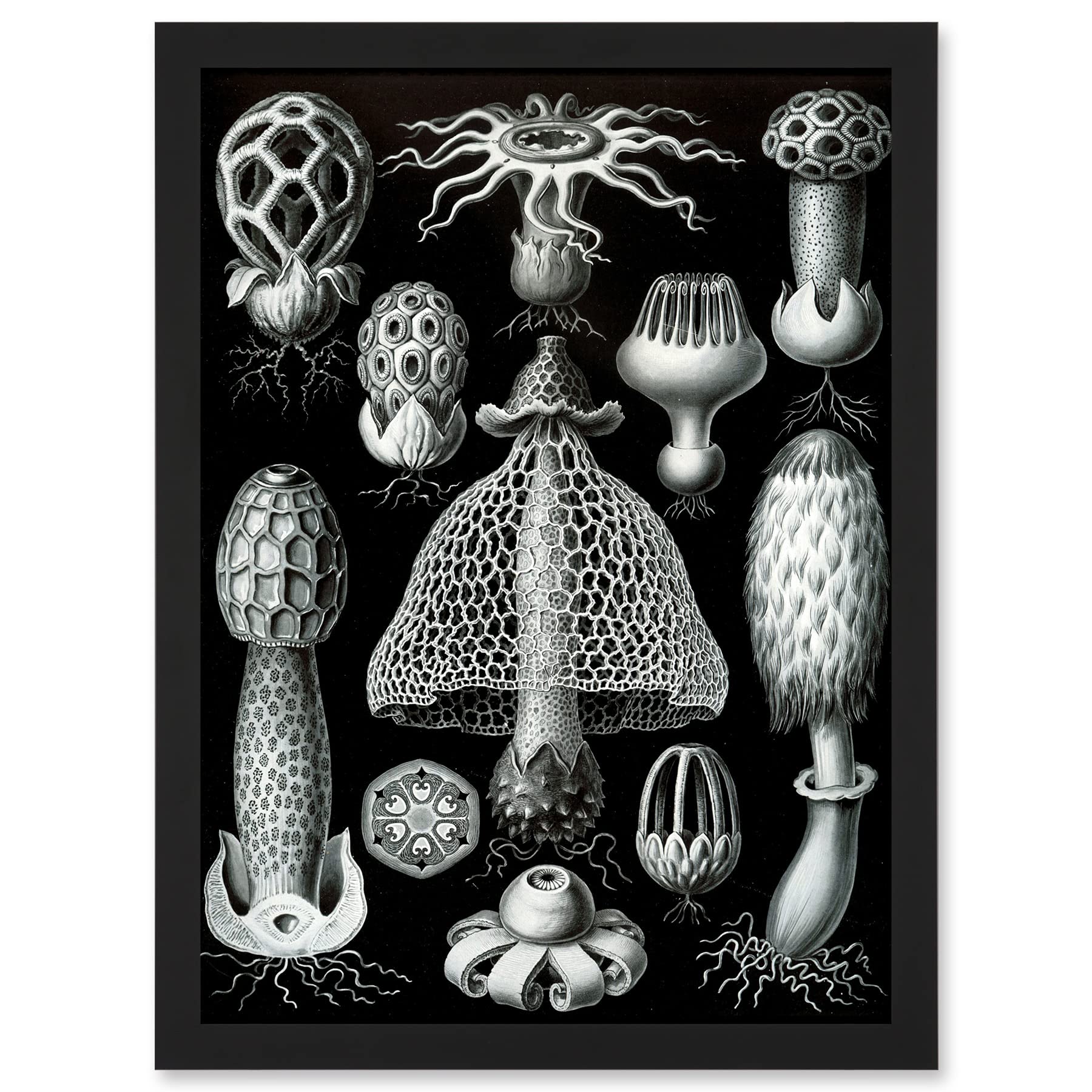 Artery8 Nature Ernst Haeckel Fungus Mushroom Toadstool Botanical Wall Art PrintA4 Size from B&Q