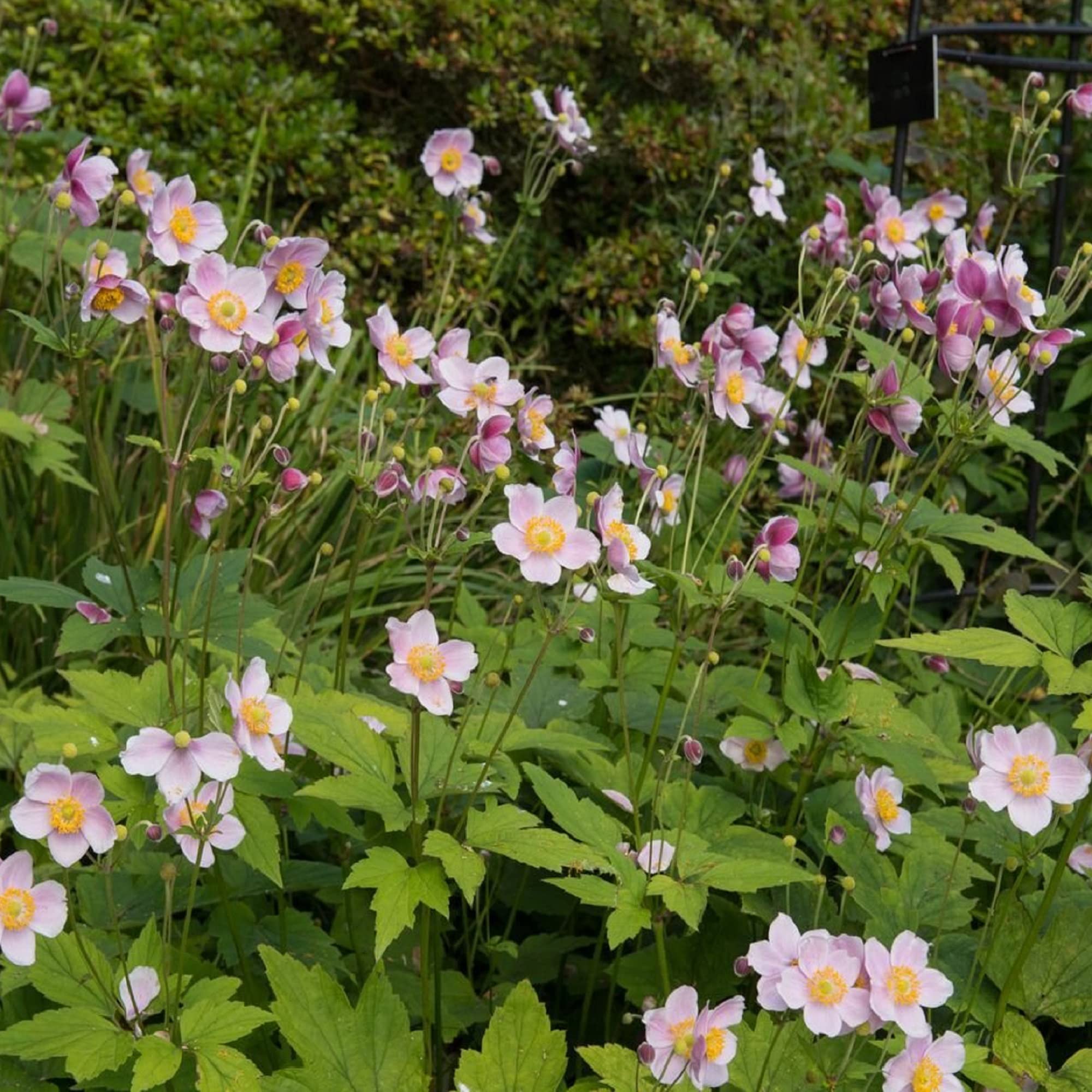 anemone  アネモネ 2015年 June Tube Anemone (Cerianthus membranaceus) - Joel Sartore