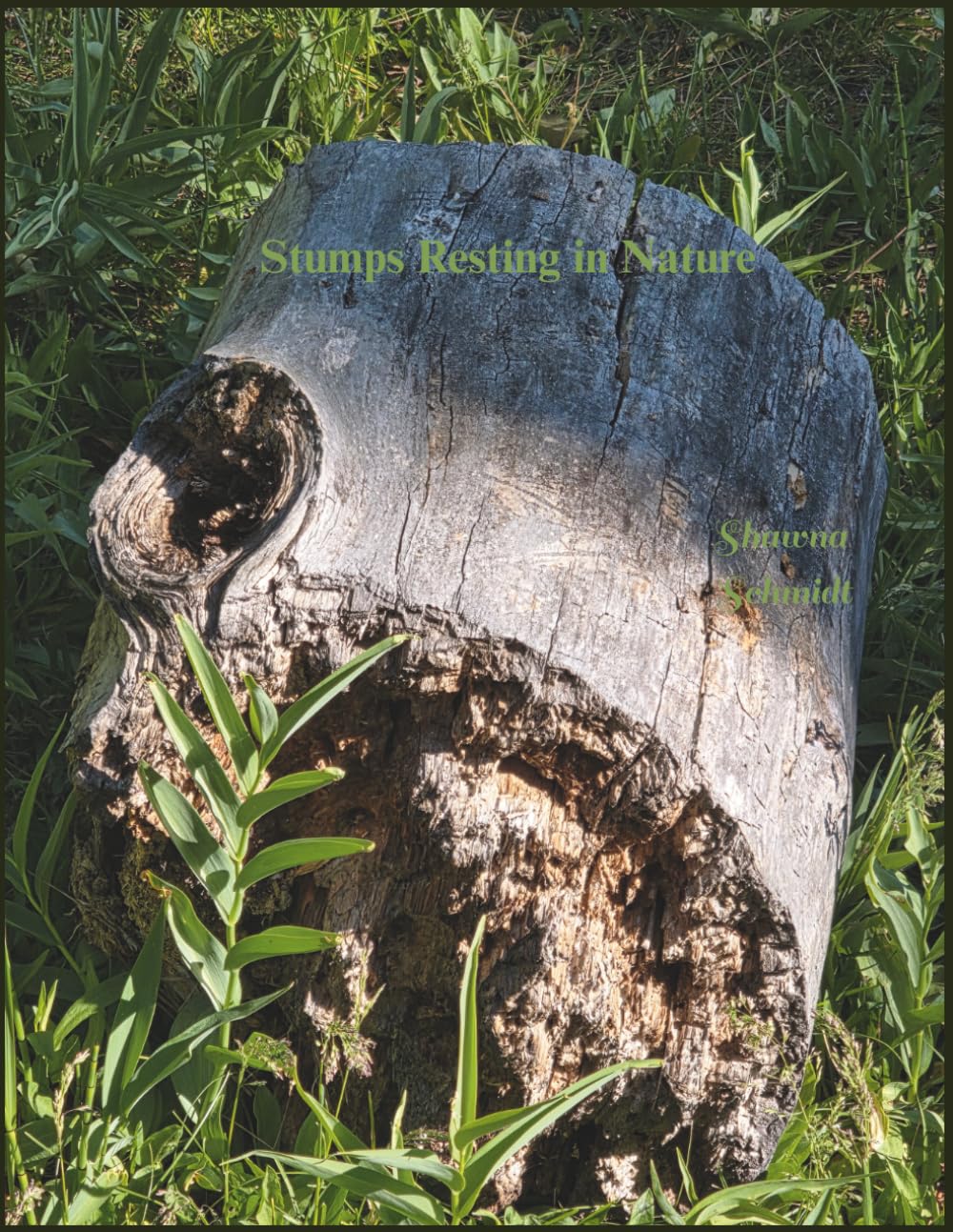 Stumps Resting in Nature: Coffee Table Book