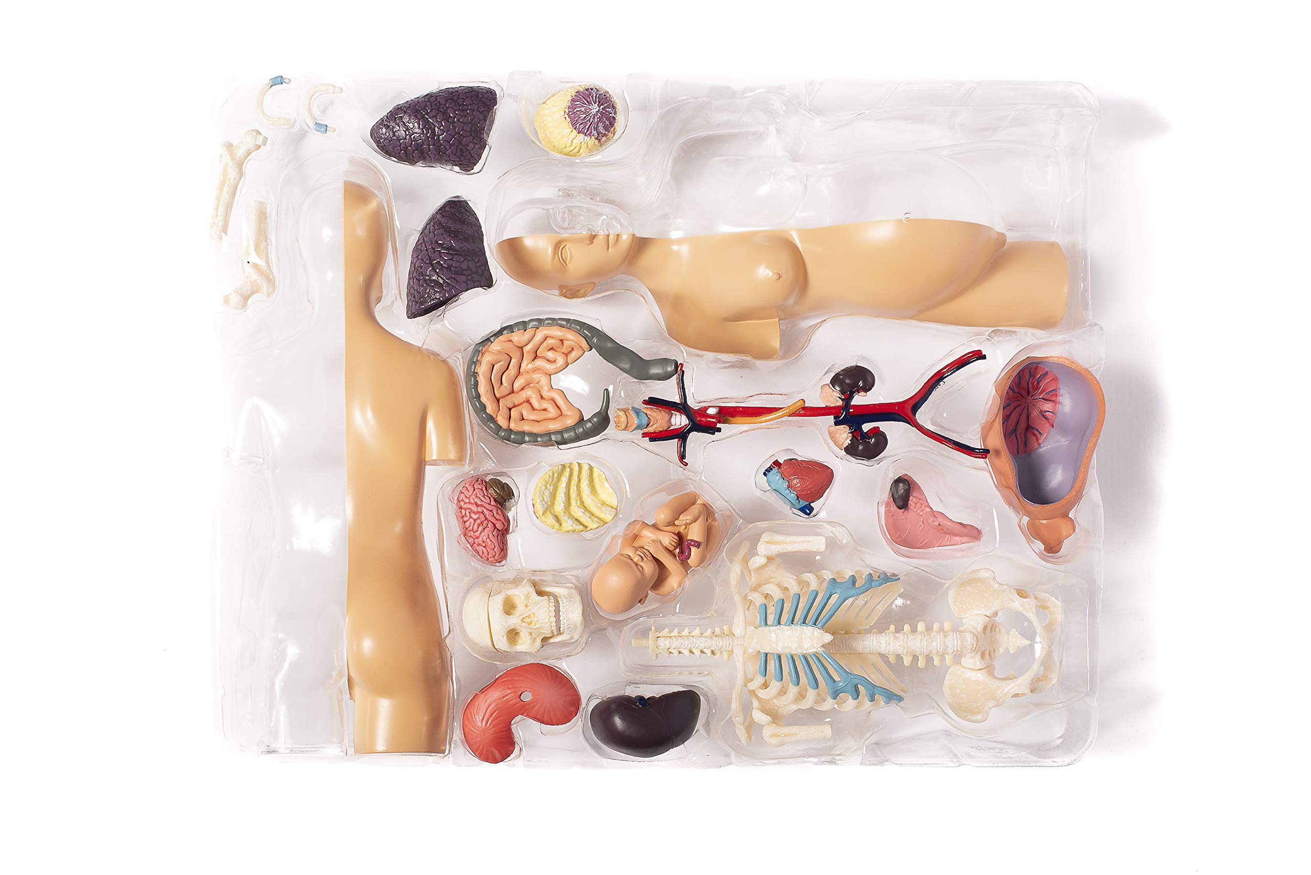Thames & Kosmos , 260840, Human Pregnancy Anatomy Model, Learn About Human Pregnancy, 30+ Parts with Stand, Ages 8+