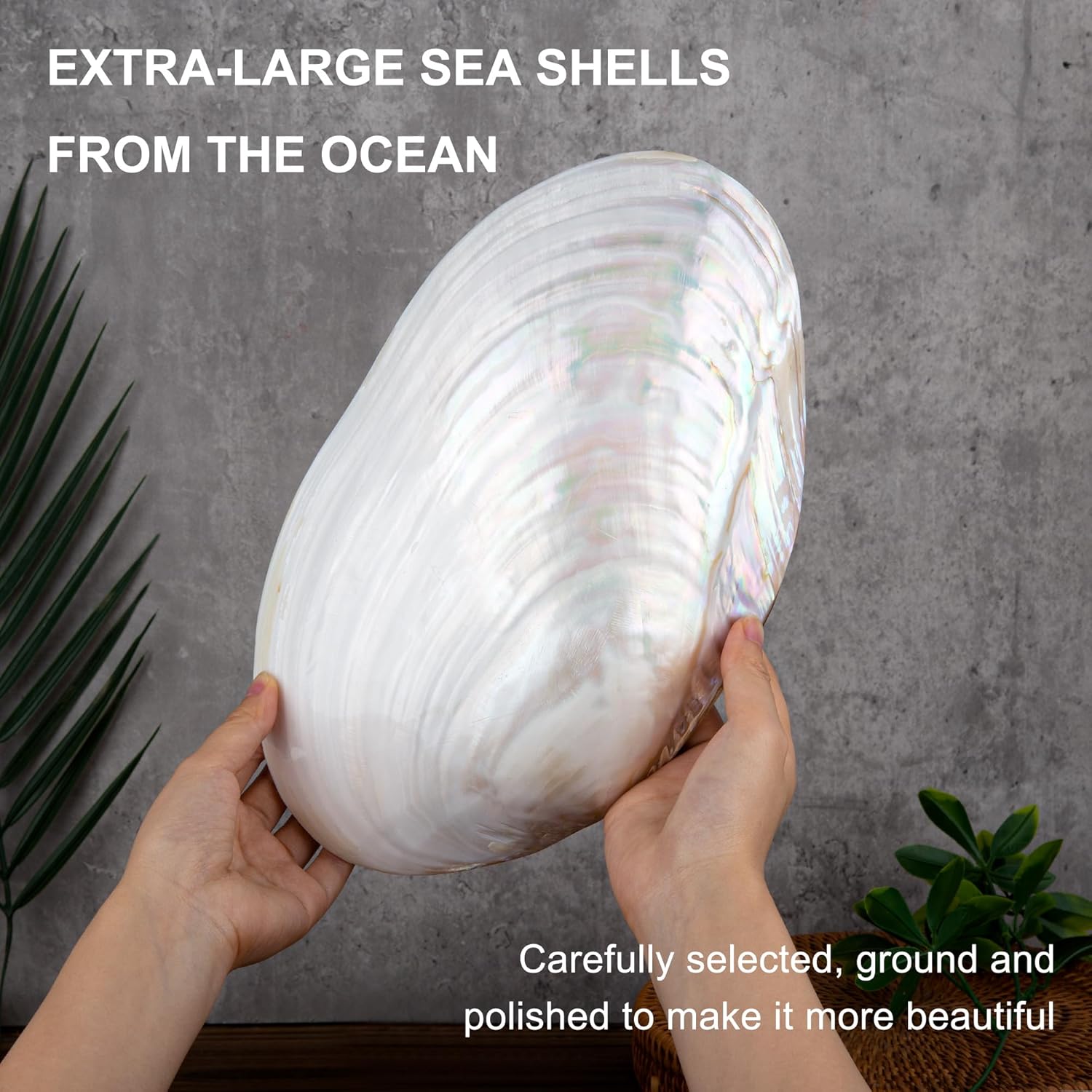 QEQEKAKA 11" Natural Seashell Decorative Bowl (Note: A base is required.) Extra Large Polishing Clam Shell Bowl for Crafts & Coastal Nautical Home,Beach Party Wedding Shell Home Decor - Image 2