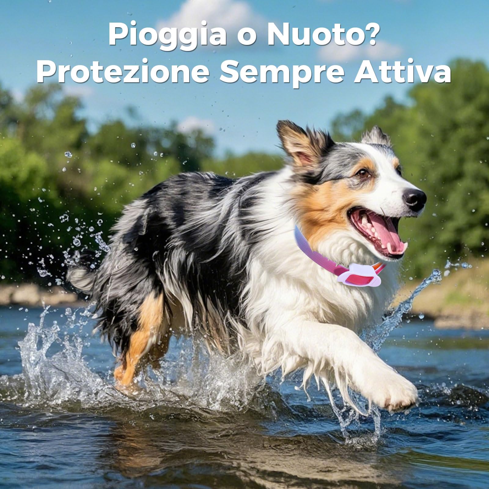 Collare Antiparassitario Per Cani, 69cm Impermeabile & Regolabile, Antipulci Per Cani Previene la Leishmaniosi Efficace 8 Mesi Colorato