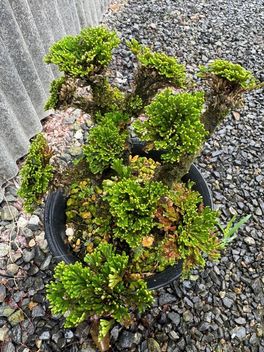 岩松　岩ヒバ 岩松 イワヒバ 岩ヒバ 盆栽 山野草 高山植物 219