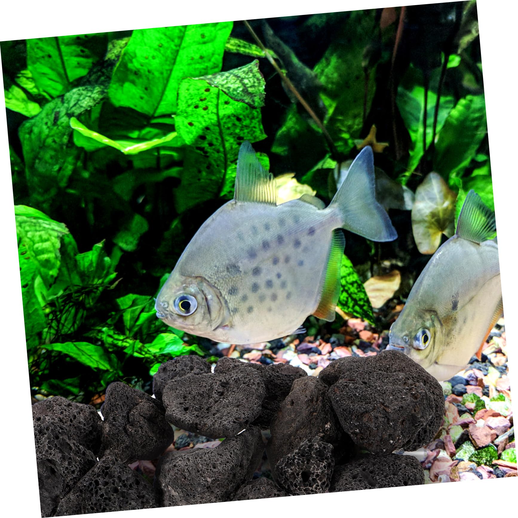 Sosoport 5 Confezioni Paesaggio in Pietra vulcanica Acquario in Pietra vulcanica decori in Pietra vulcanica Acquario di Rocce Pietra vulcanica Decorativa Acquario di Roccia vulcanica Nero