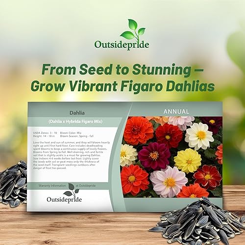 Miniatura 5 de Outsidepride Dahlia Figaro - Mezcla de semillas de flores cortadas para jardín, ideal para ramos y arreglos florales secos, 100 semillas