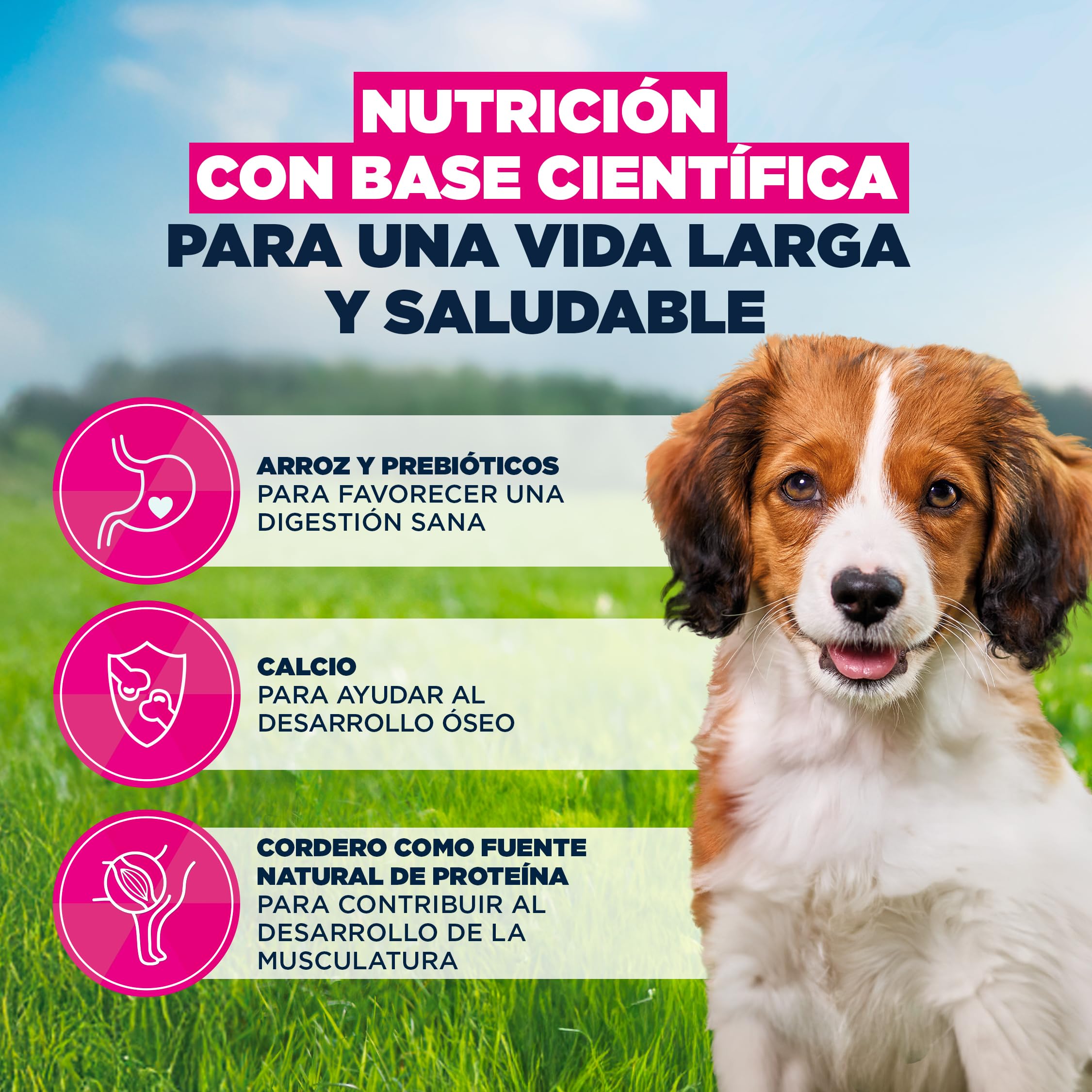 Eukanuba, alimento para Cachorros con Cordero y arroz para Razas pequeñas y Medianas - Alimento seco Premium para Perros Junior, 12 kg