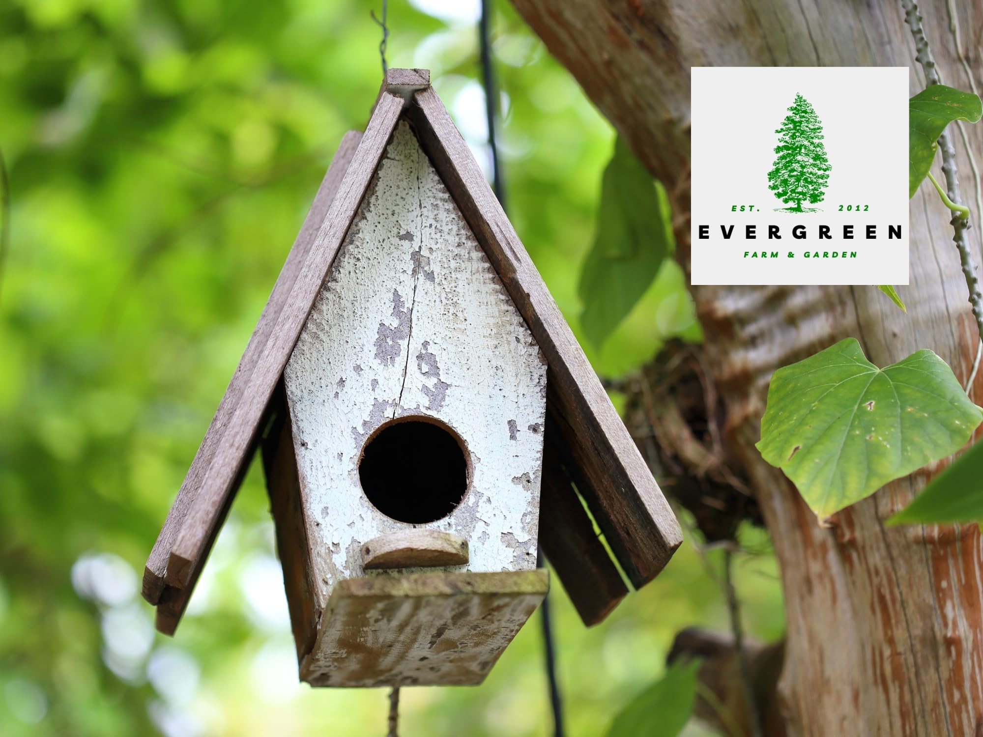Evergreen Farm and Garden Vogelfutterzylinder mit Loch - Vogelfutter für Wildvögel im Freien (kleiner Zylinder, Rotschopf Spezial 2er-Pack)