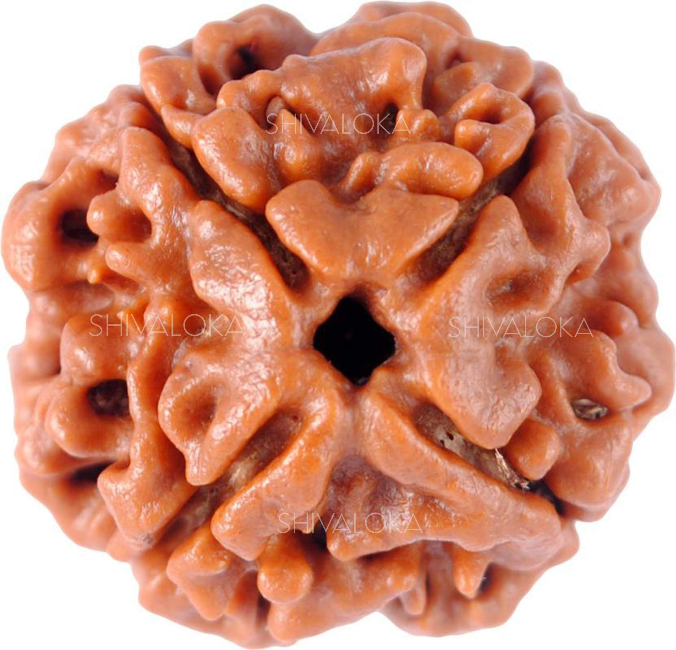 SHIVALOKA 4 Mukhi Rudraksha Original Certified Nepal Origin Brown Bead 15-18 mm Size (Four Face) for Men and Women (with Laboratory Report)
