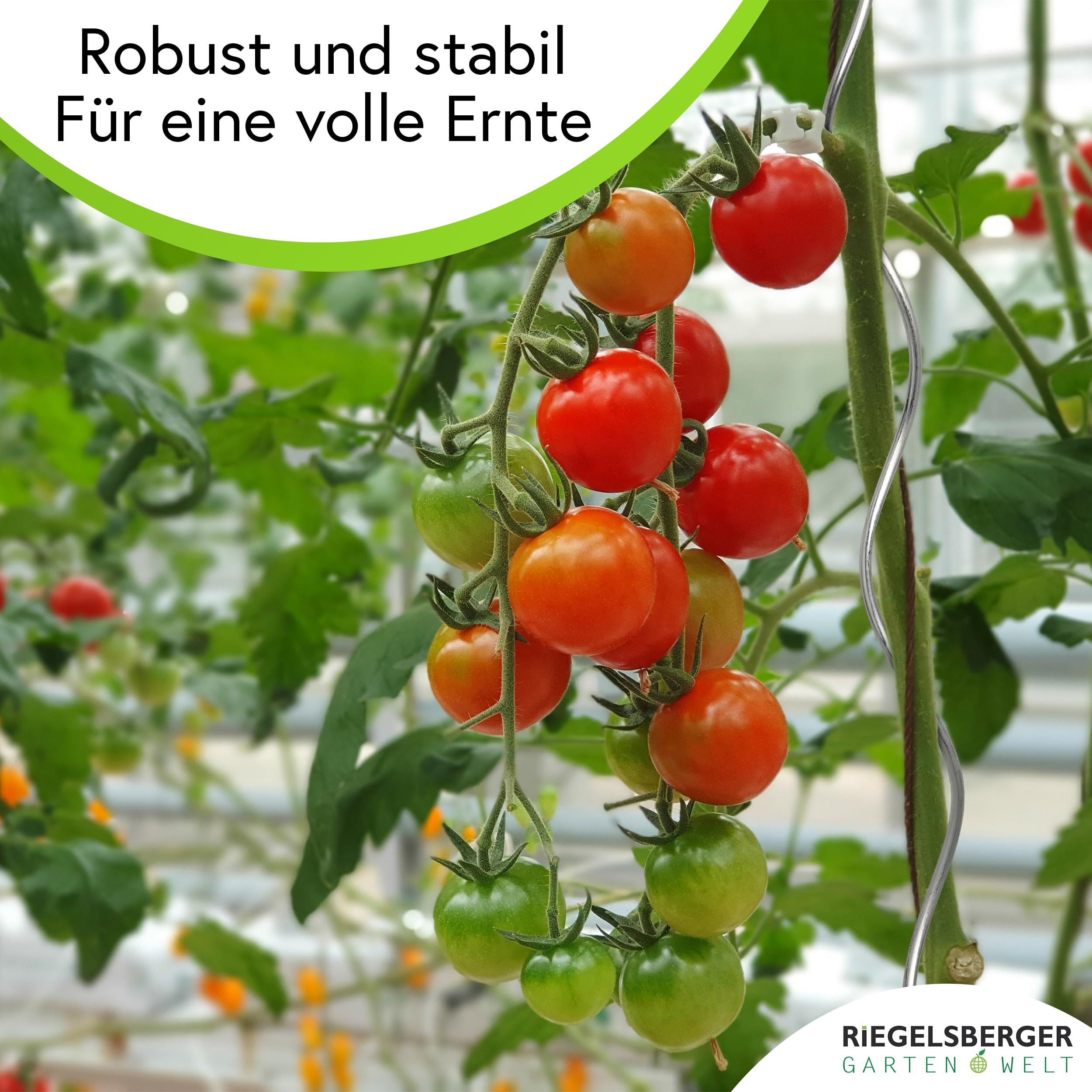 Gartenwelt Riegelsberger Spirali per pomodoro, altezza 180 cm, in acciaio, diametro 5,6 mm, 20 pezzi