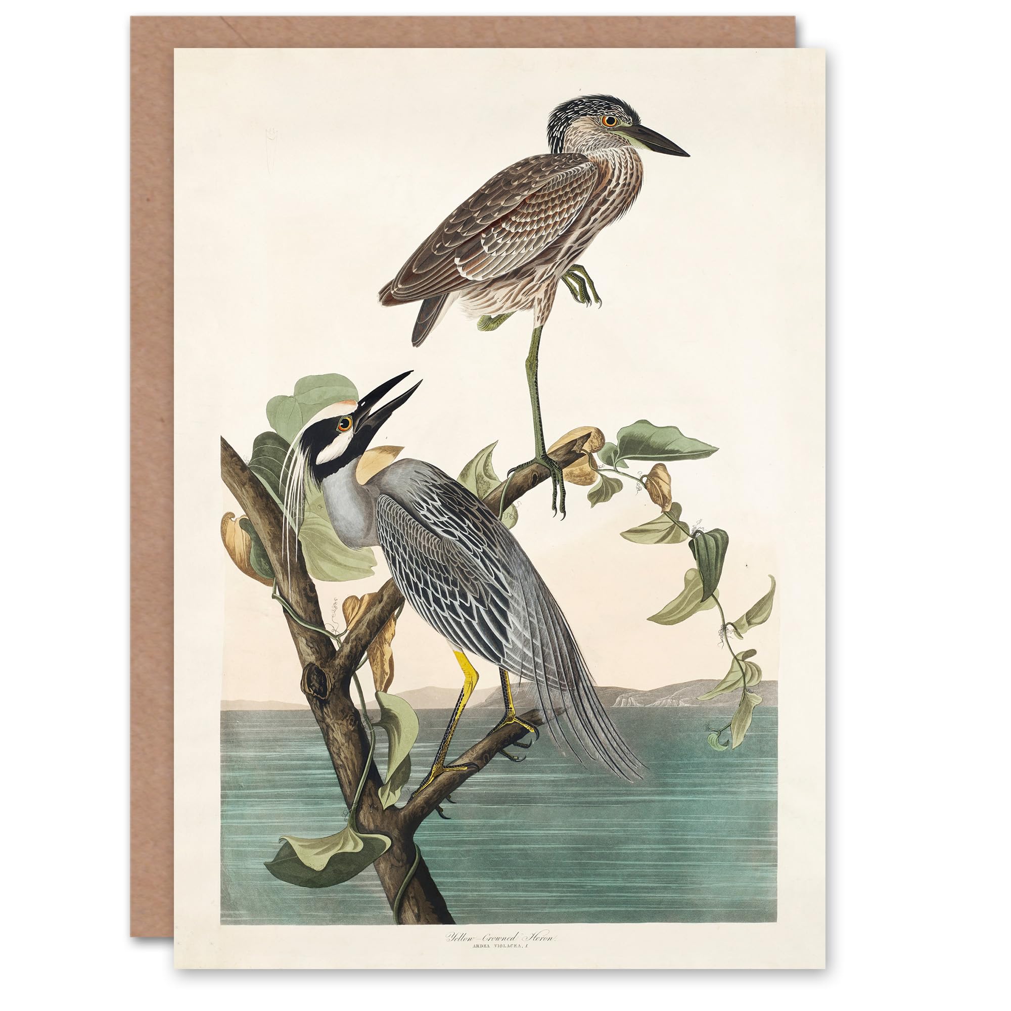 Artery8 John James Audubon Yellow Crowned Heron Greeting Card