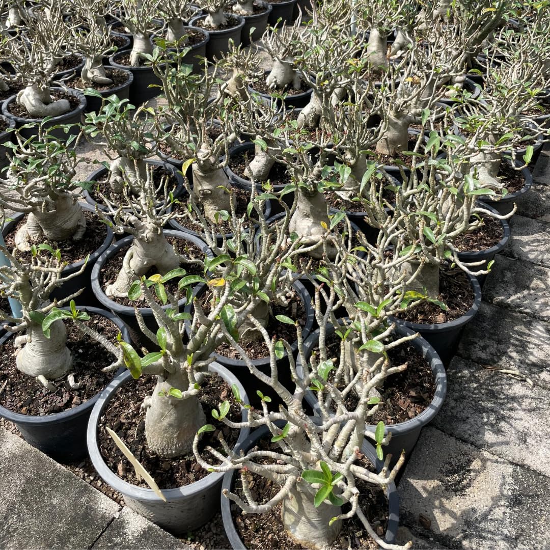 Amazon.co.jp: 【種子】 アデニウム アラビカム 種 10粒 Adenium
