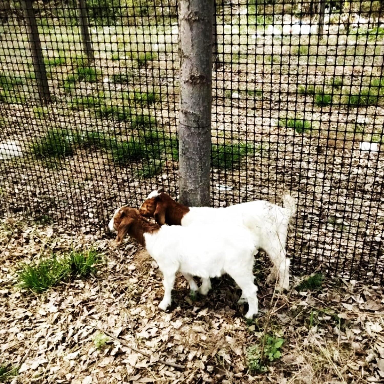 Clôture pour chèvres et animaux barrière plastique contre les cerfs et chiens 50m