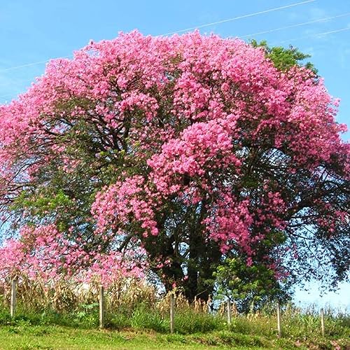 Miniatura 1 de CHUXAY GARDEN 20 semillas Ceiba Speciosa, árbol de seda de hilo dental, Palo Borracho, Paineira, Toborochi Exótico Flowering Deciduous Hardy Tree