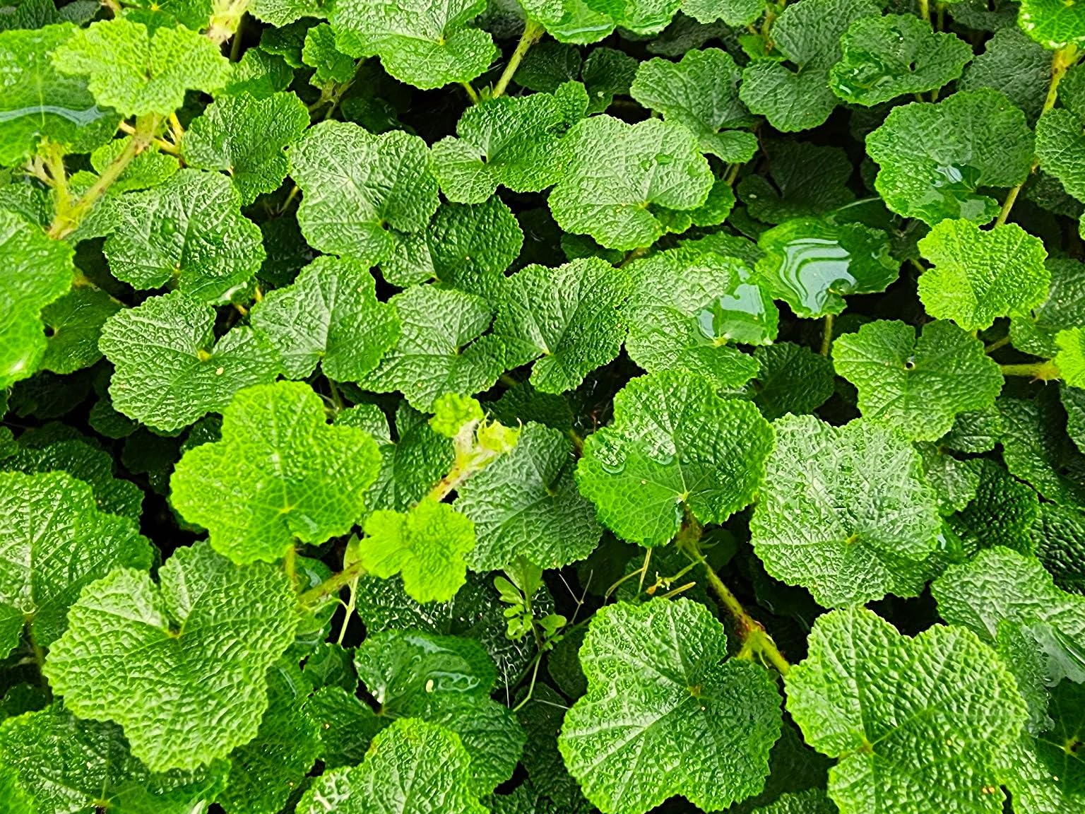 Greenwood Nursery Creeping Raspberry Live Plants