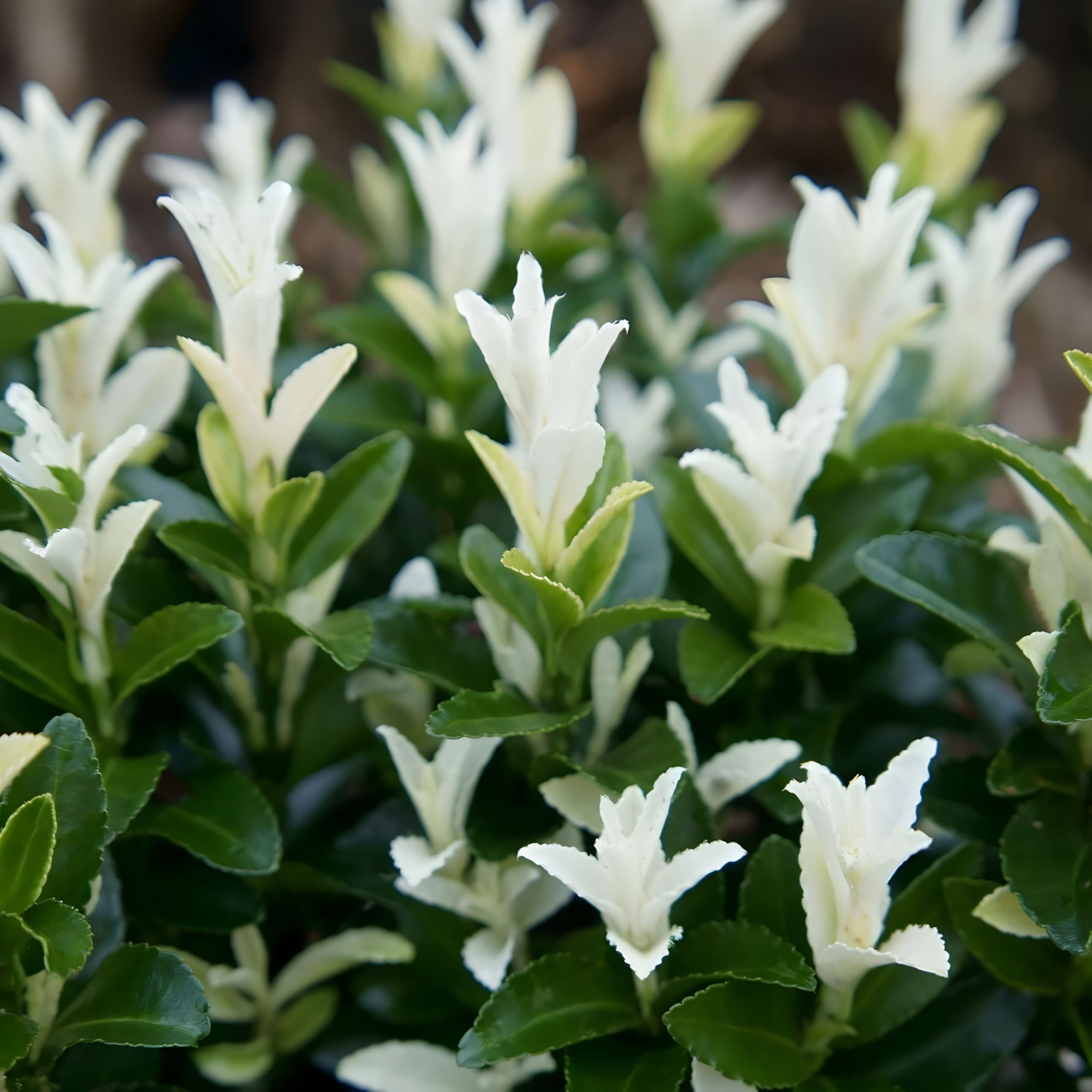 Plant Theory Paloma Blanca Japanese Euonymus Japonicus White Outdoor Shrub Plant 2L Pot