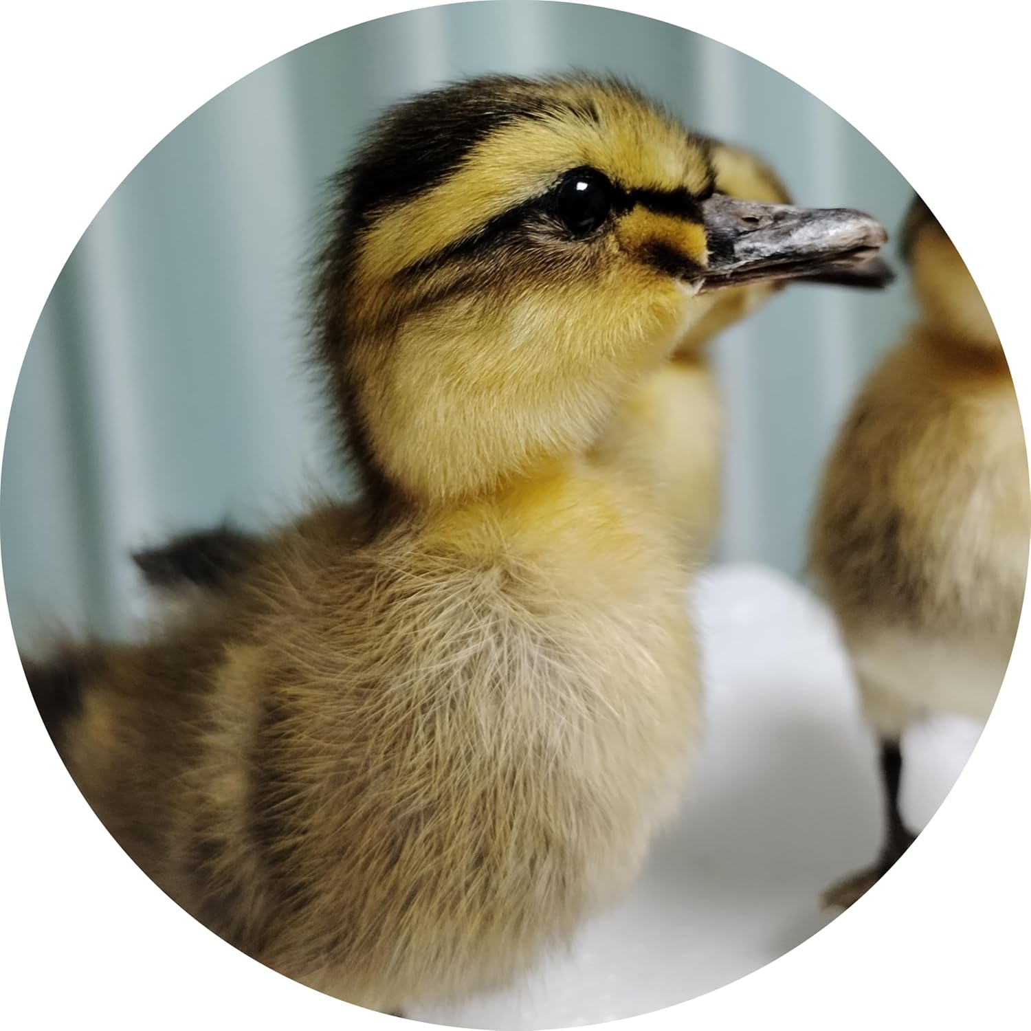 Real Duckling Taxidermy, Stuffed Duck Specimen, Pefect for Collection Home Decor, for Kids (Gray Duckling)