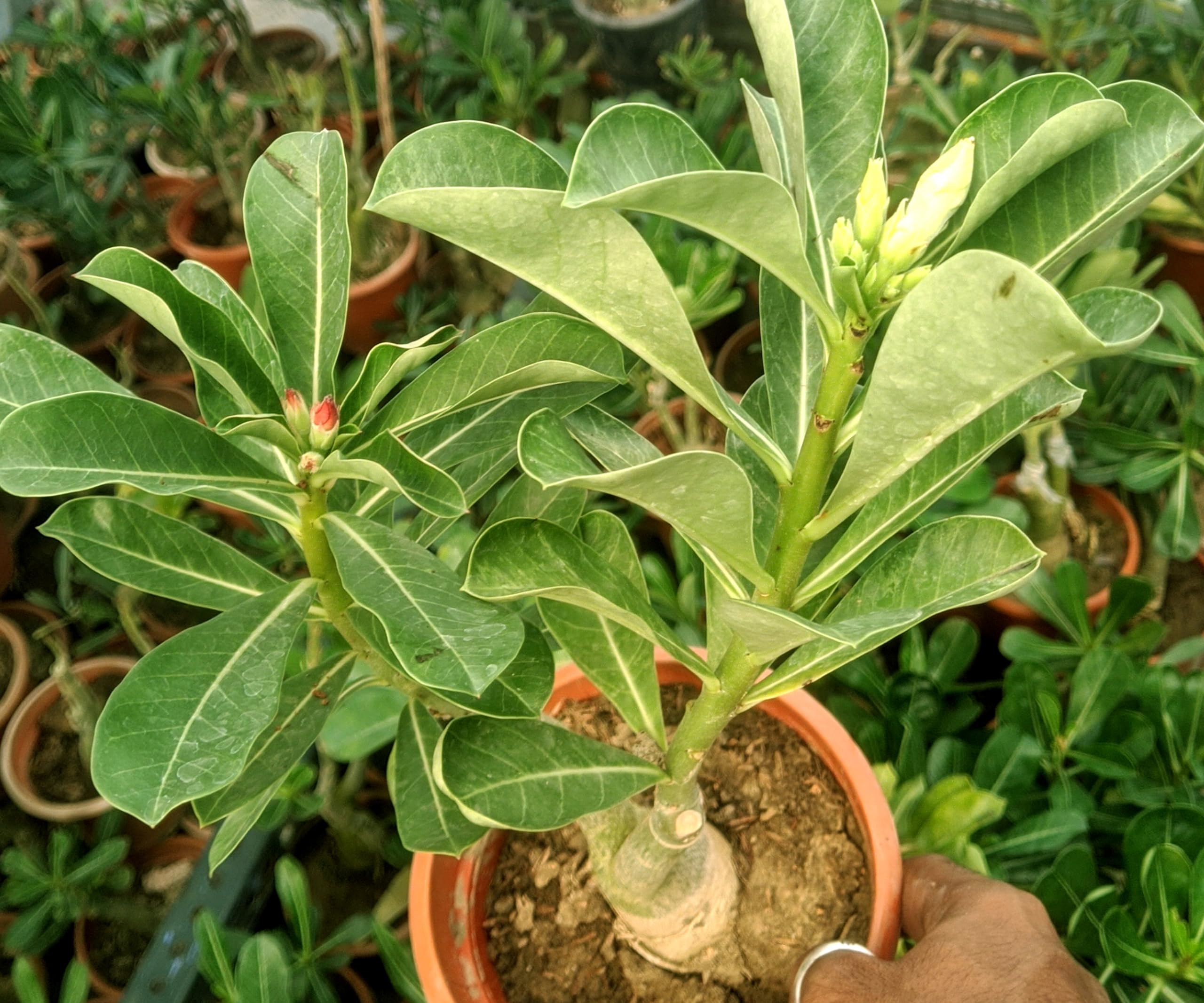 Adenium Plant live Combo Without Pot Bosnai Multi Grafted Multi Petal Desert Rose (2in1 Pack of 6) (B0CQ4Z8BF1) Amazon Price History, Amazon Price Tracker