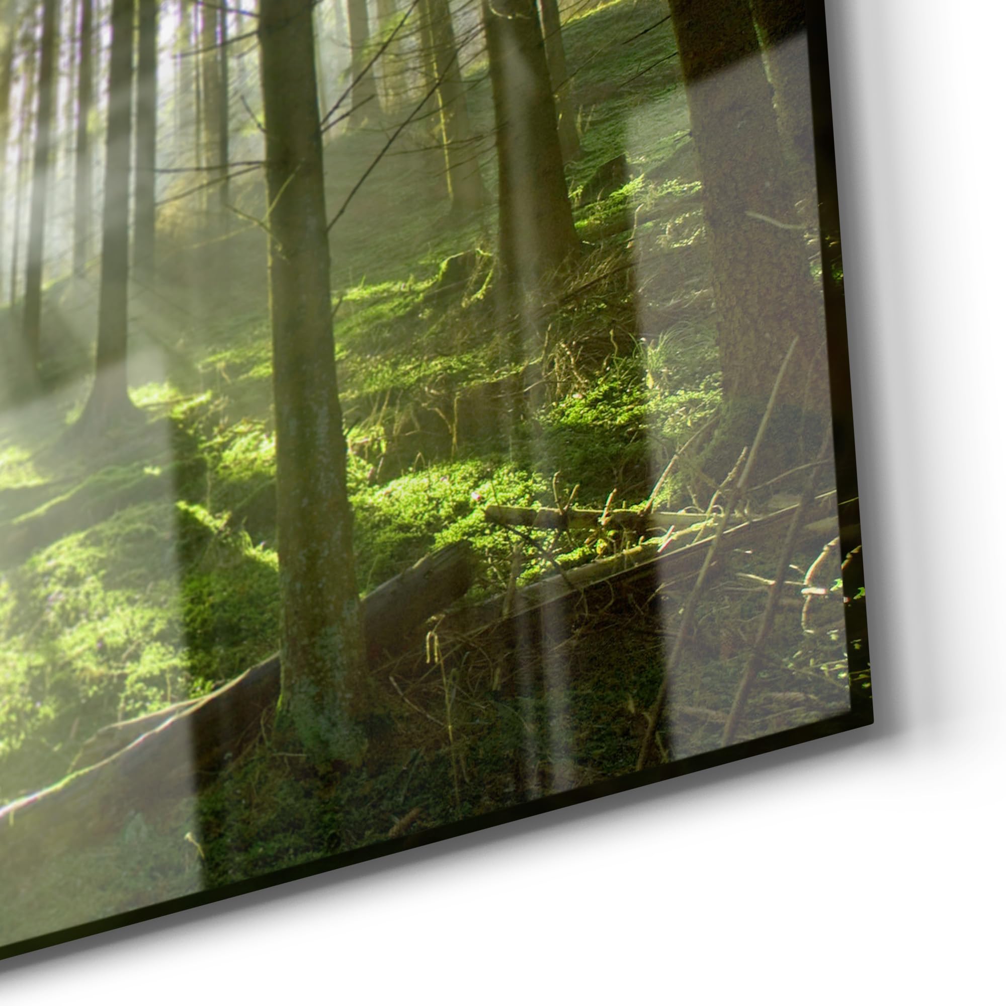 DEQORI Glas-Magnettafel | 60x40 cm cm groß | Motiv Waldlichtspiele | Memo-Board aus Glas | Magnetboard inkl. Magnete, Stift & Tuch für Küche & Büro | Tafel magnetisch & beschreibbar