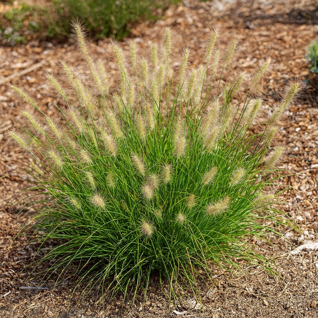 Perennial Farm Pennisetum Alopecuroides 'Little Bunny' – Live Dwarf Fountain Grass in #1 Container, Compact Mounding Habit, Soft Tan Plumes, Drought Tolerant, Great for Edging, Borders & Rock Gardens