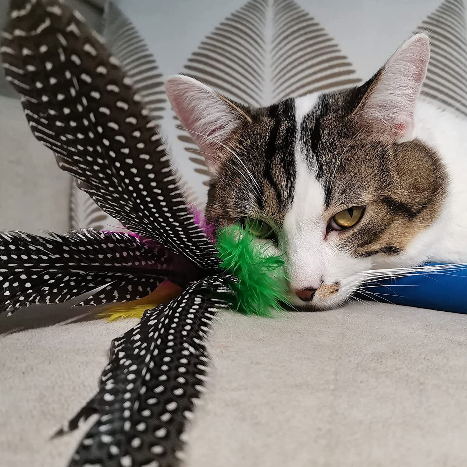 Jouet Chat Plume, Jouets pour Chats à Plumes, 1 Rétractable Canne à Pêche Chat Jouet avec 8 Recharges,Interacti pour l'intérieur Chats et Chatons(9 PCS)