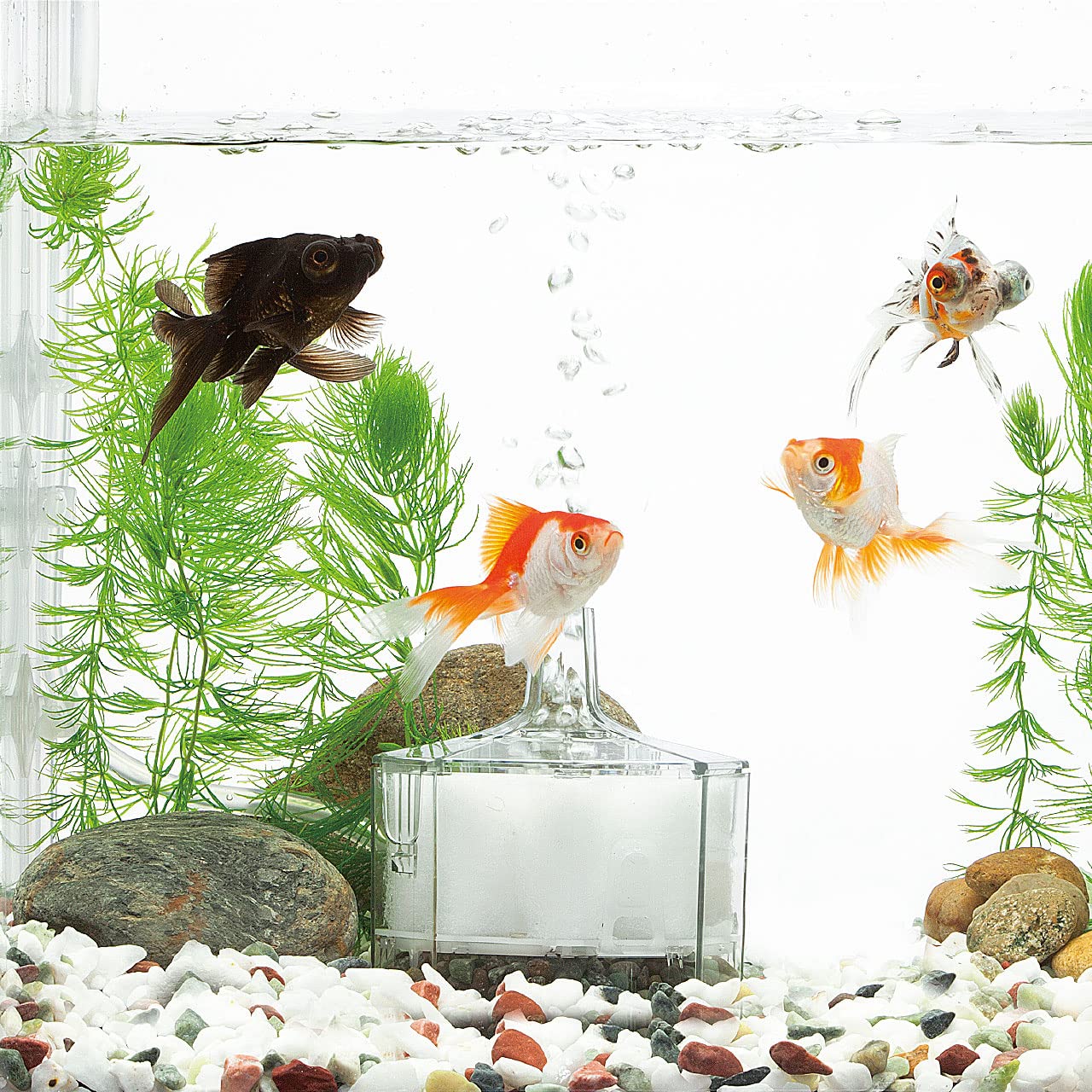 Amazon.co.jp: 水作エイトコアS 6点セット（本体＋交換ろ材＋活性炭