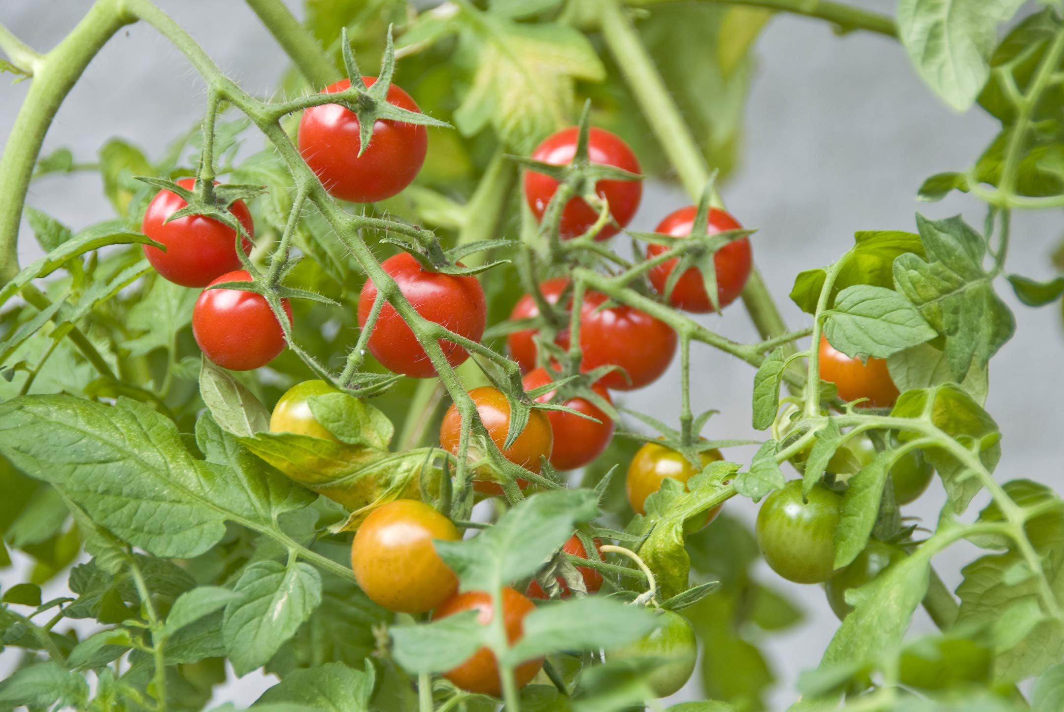Creative Farmer Vegetable Seeds Sweet Little Cherry Tomato Seeds - Cherry Tomato ?Seeds Plant Seeds Home Garden Seeds (B07N47CHKX) Amazon Price History, Amazon Price Tracker