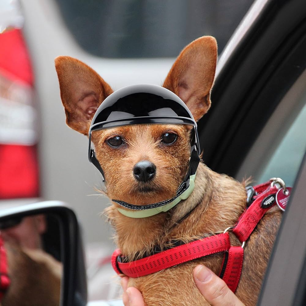 帽子 animal 81BKBvj6zCL._UF1000,1000_QL80_.jpg