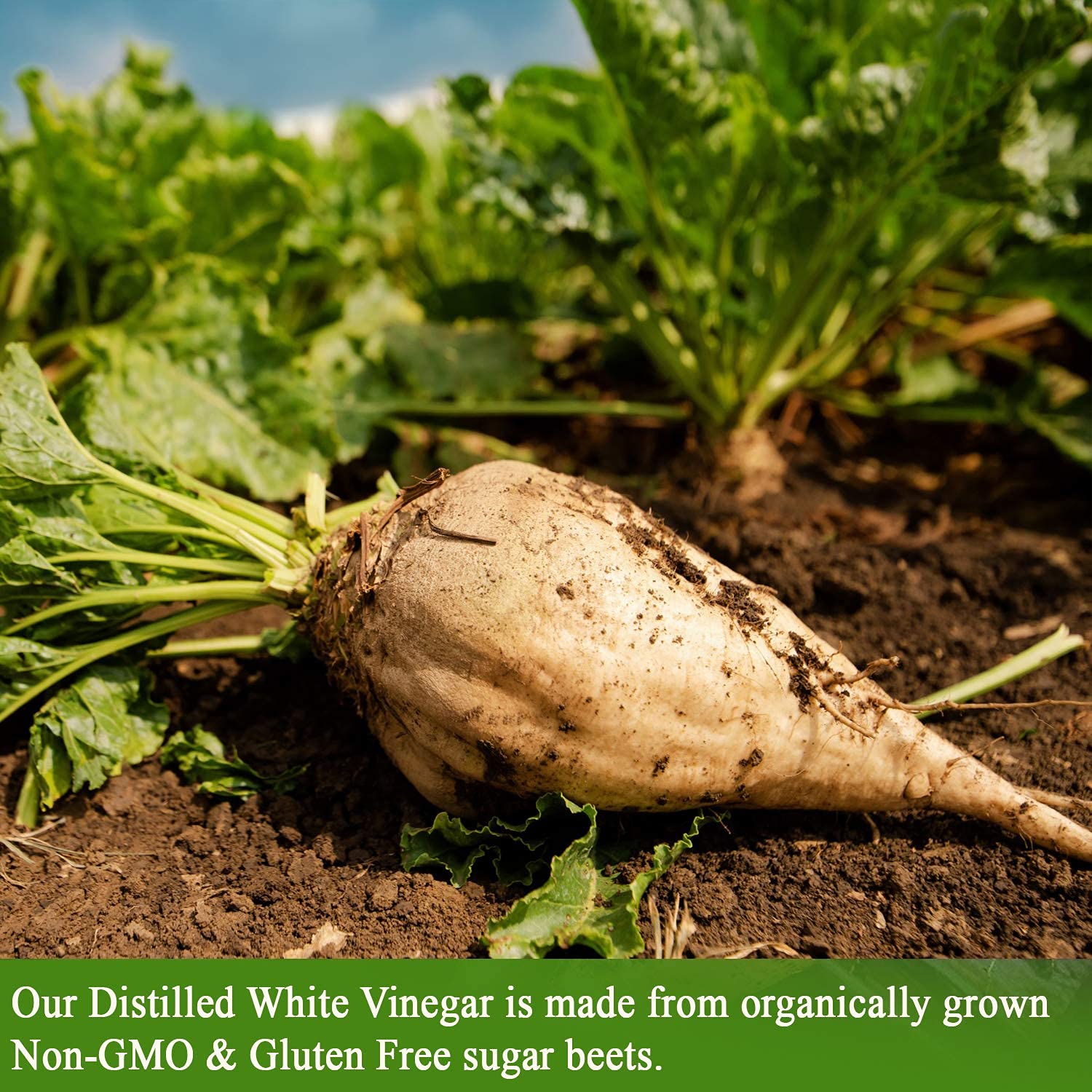 De La Rosa Organic Distilled White Vinegar, Raw & Unfiltered, Kosher for Passover, Vegan & Gluten Free, Great for Salad Dressing, Marinades, White Distilled Vinegar 5 Liter (Pack of 1)