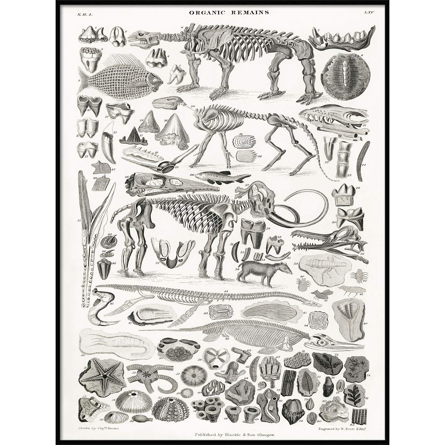 Animal Bones Drawings