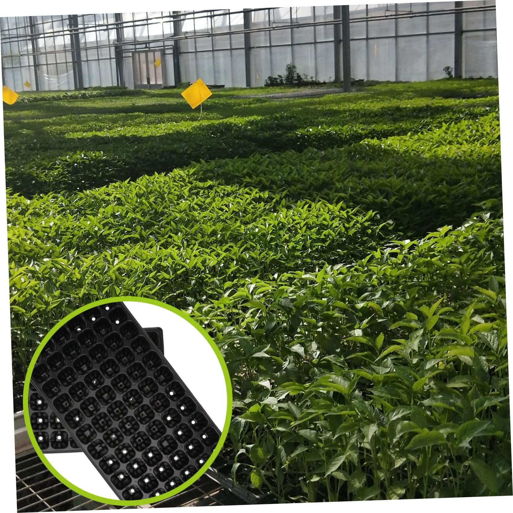 Bandeja De Germinación y Cultivo Agrícola Negra De PVC 72 Agujeros, 10 Unidades, Bandeja De Cultivo Ventilada y Resistente para Semillas y Jardinería