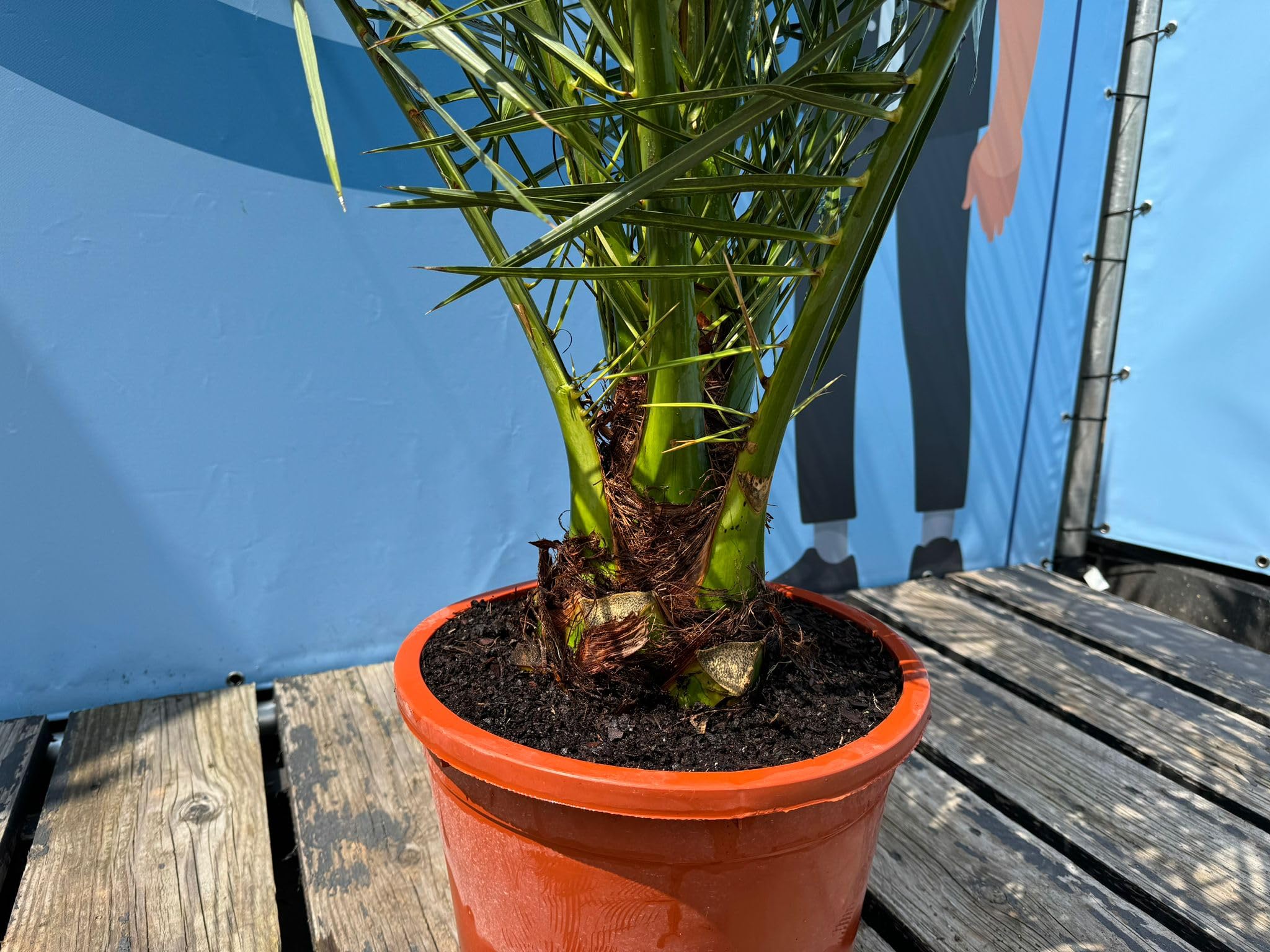 Sunny Tree - Palme - Phoenix canariensis -160 Zentimeter - Kanarische Dattelpalme - Palme für den Innen- und Außenbereich - Exotische Pflanzen - Gartenpalme - A+