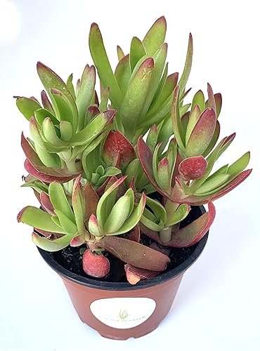 Miniatura 3 de Suculentas de fogata Crassula enraizadas en maceta de 4 pulgadas