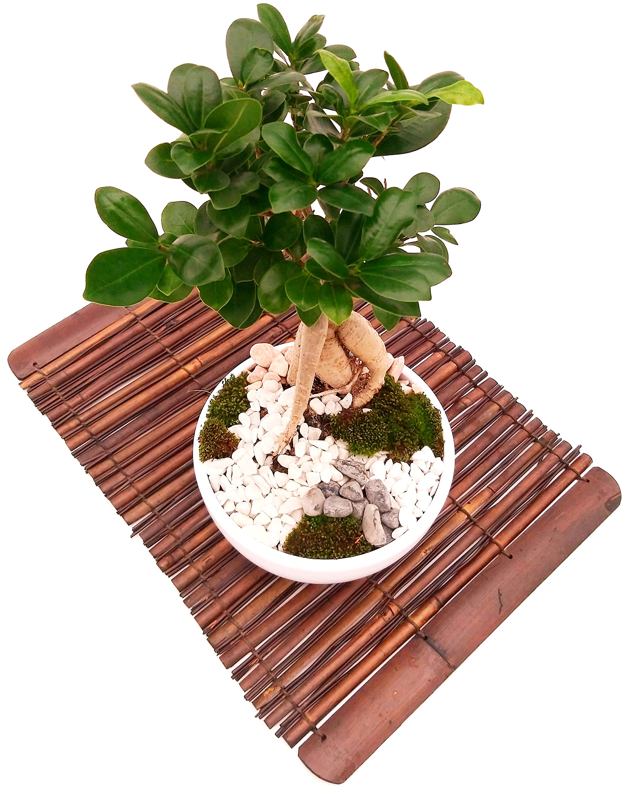 POWERS TO FLOWERS - FICUS GINSENG BONSAI IN CIOTOLA CERAMICA BASSA, CON OPHIOPOGON, MUSCHIO E DECORAZIONI, CORREDATO DI STUOIA IN LEGNO, piante vere