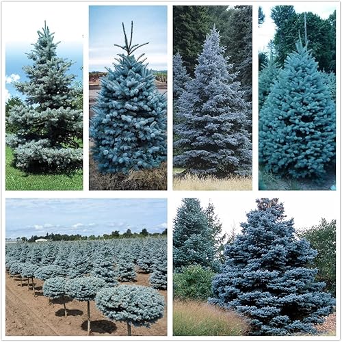 Miniatura 1 de Semillas de abeto azul para plantar  50 semillas  Abeto azul Colorado Picea Pungens Glauca  Árboles atractivos para privacidad o paisajismo
