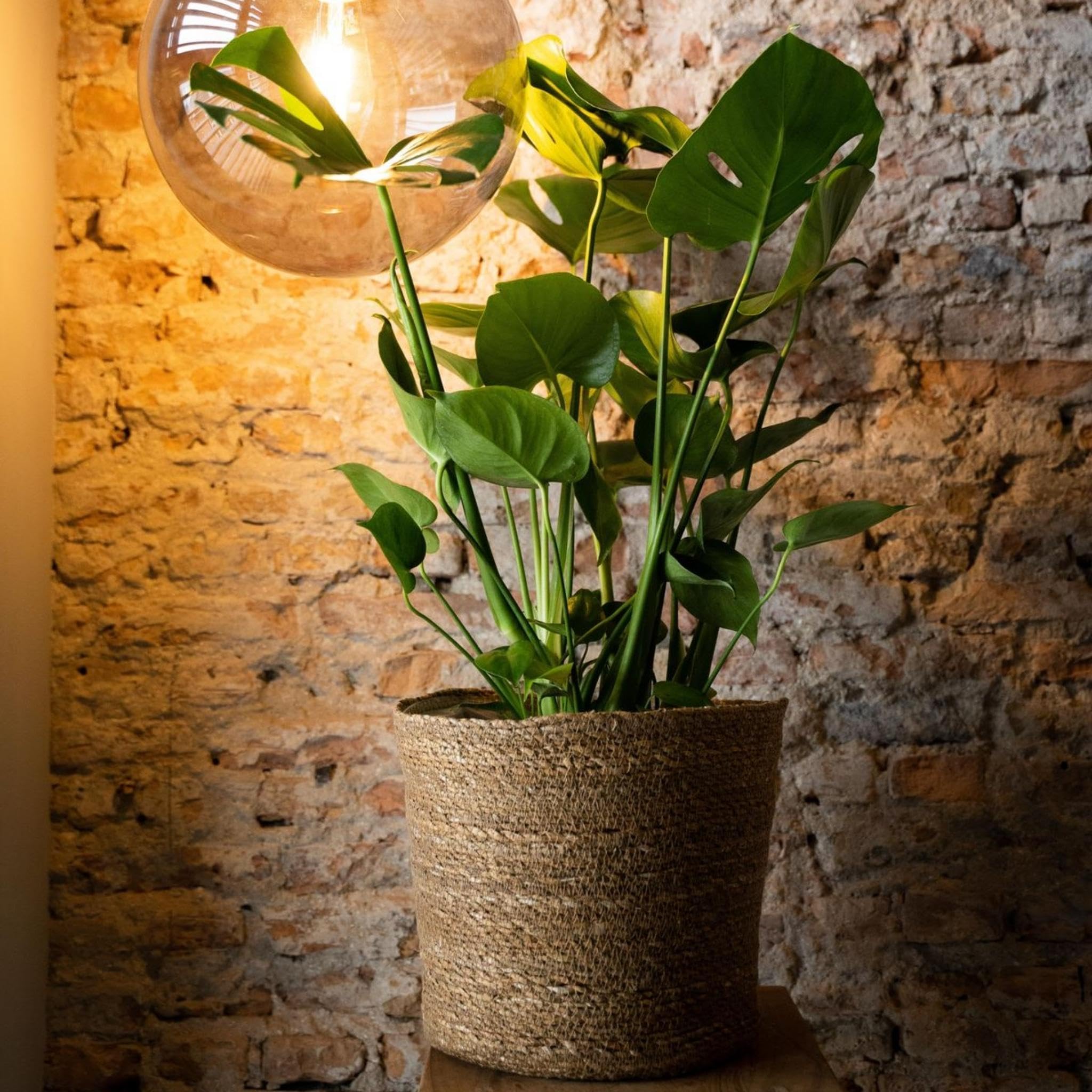 Happy Plants Monstera Deliciosa fensterblatt/lochpflanze 80 cm hoch, 21 -  Zimmerpflanzen Gro - Luftreinigende Pflanzen - inkl. Blumentopf - Frisch  aus der Grtnerei (mit Topf, 80 cm) : Amazon.de: Garten