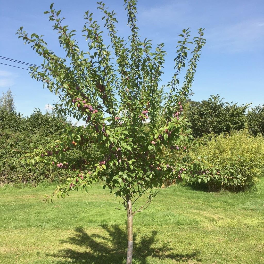 Roots Plants Victoria Plum Tree | 2 Years Old & Established 7.5L Pot | 120-150cm Tall | Heavy Crops of Sweet Juicy Plums | Self-Fertile Outdoor Fruit Tree for Gardens & Patios
