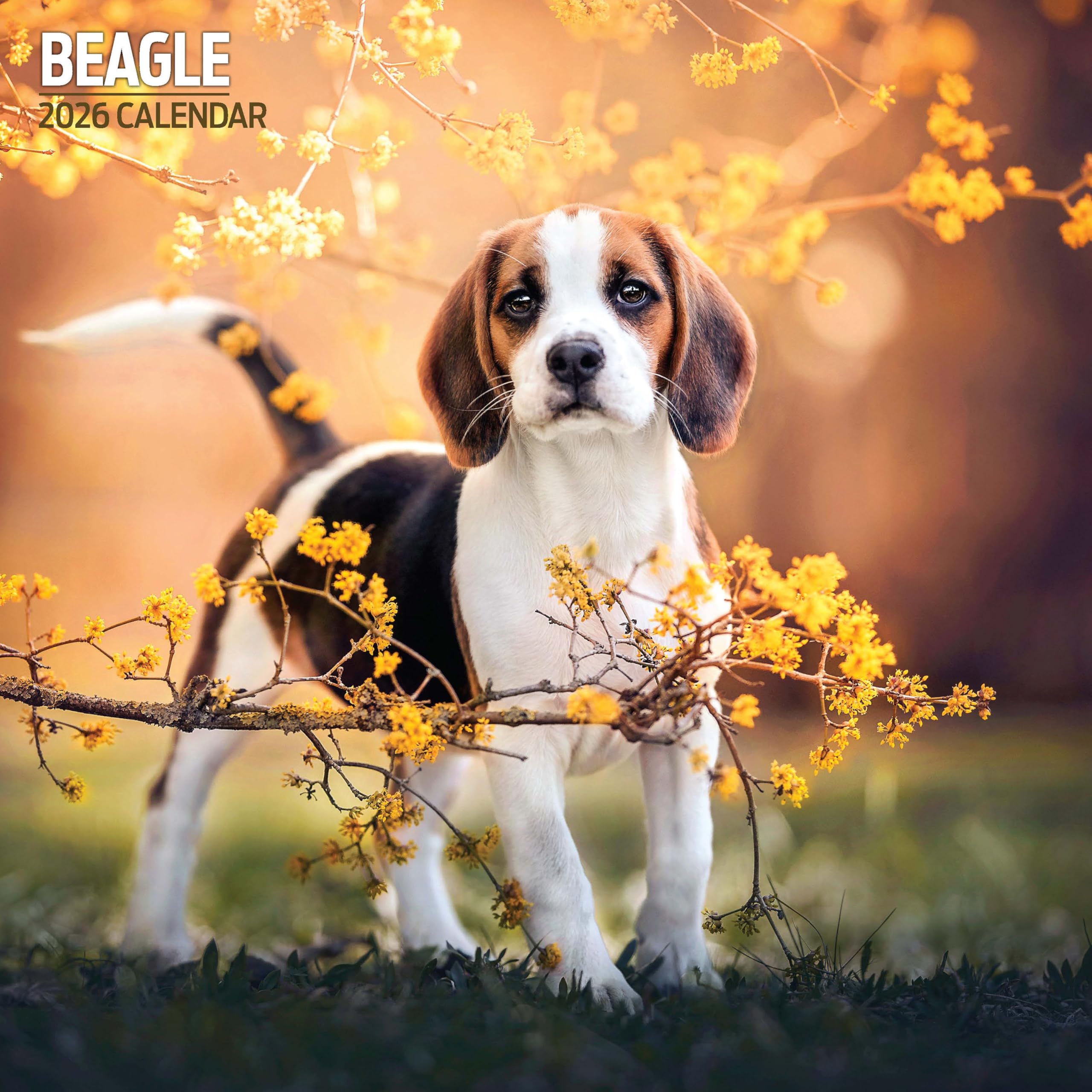 Beagle 2026 Traditional Calendar