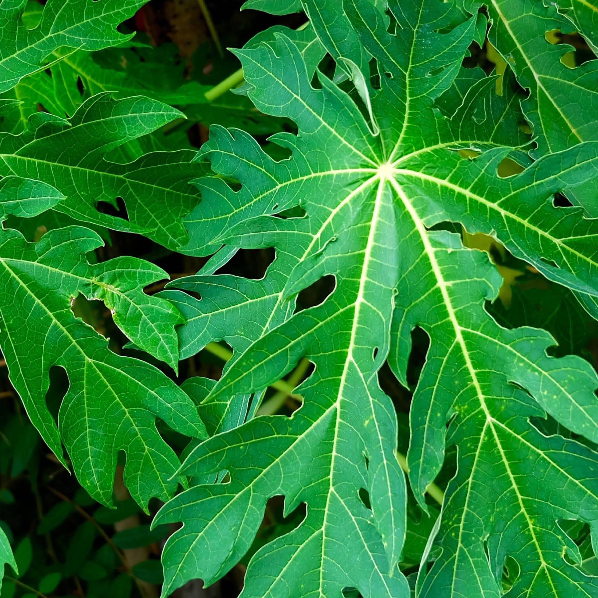 JOESAM 250g Fresh Papaya Leaves | Carica papaya Leaves | Organic Papaya Tree Leaves | Natural Green Herbal Plant Leaves 250 gram | Papaya Fresh Leaves, Papaya-picture-22
