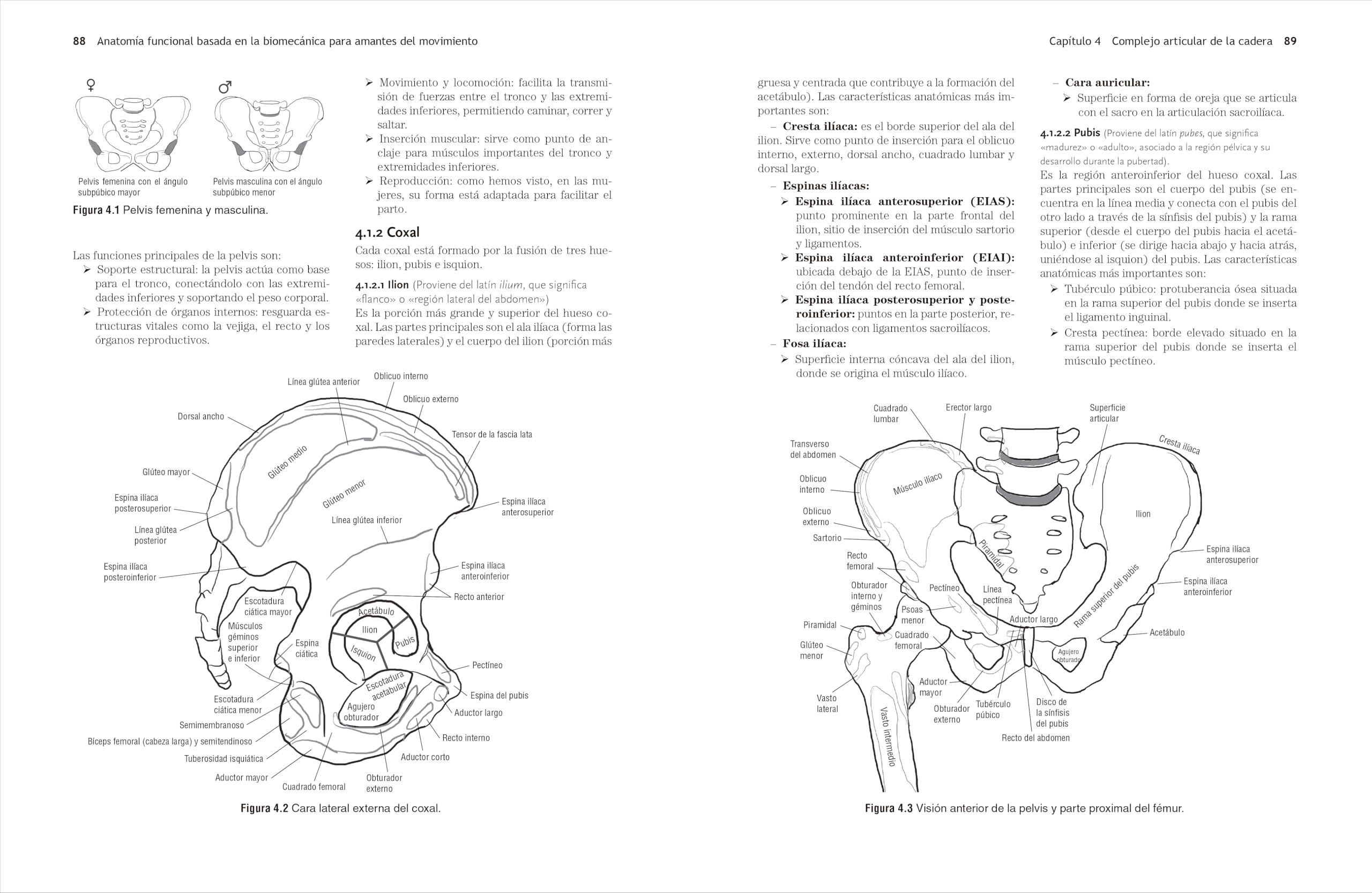 Anatomía funcional basada en la biomecánica para amantes del movimiento