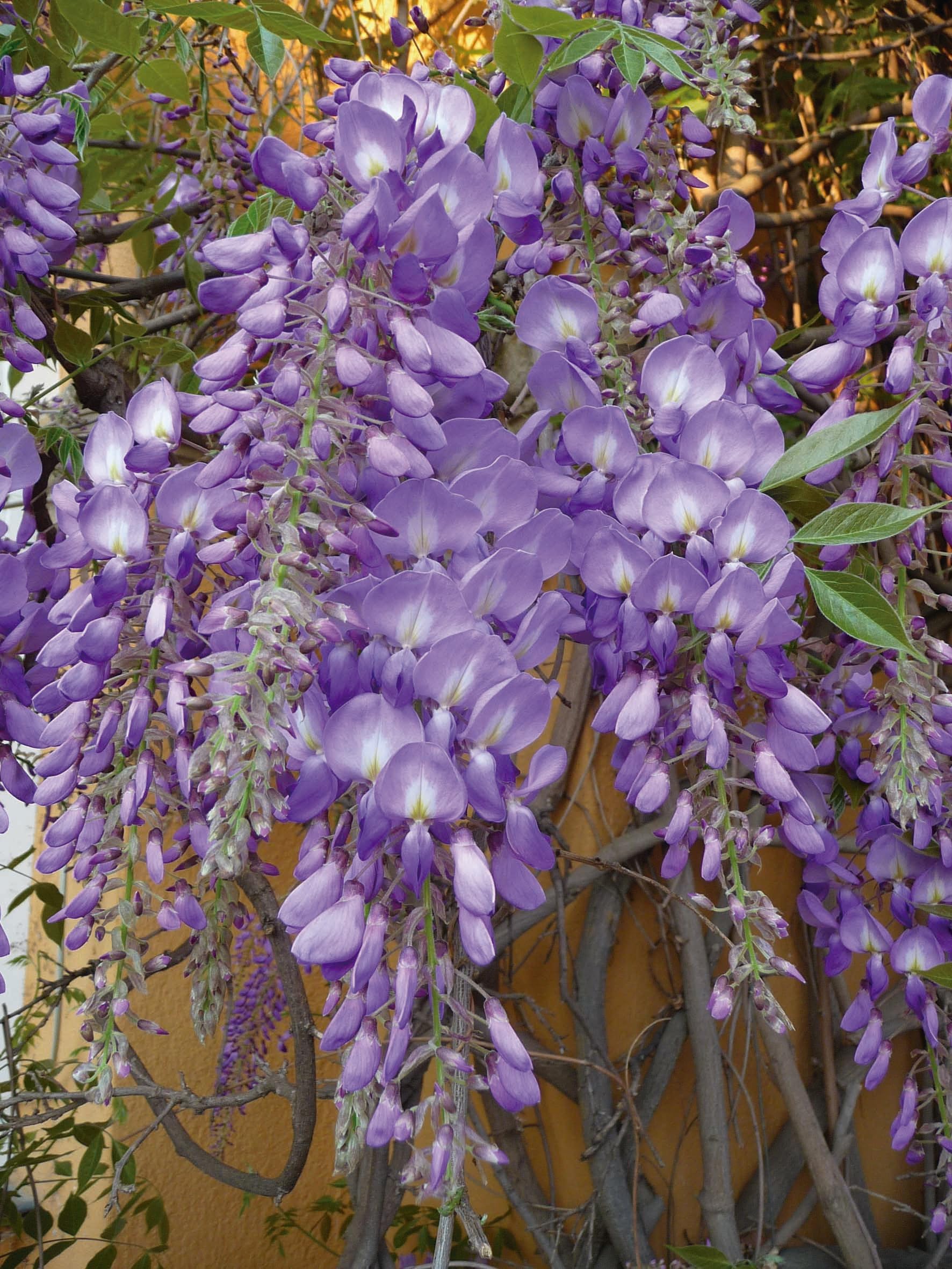 Verdecora Wisteria en maceta de 2 litros | Glicinia | Planta Trepadora Natural de Exterior con Flores Péndulas y Aromáticas | Ideal para Jardines, Pérgolas y Muros