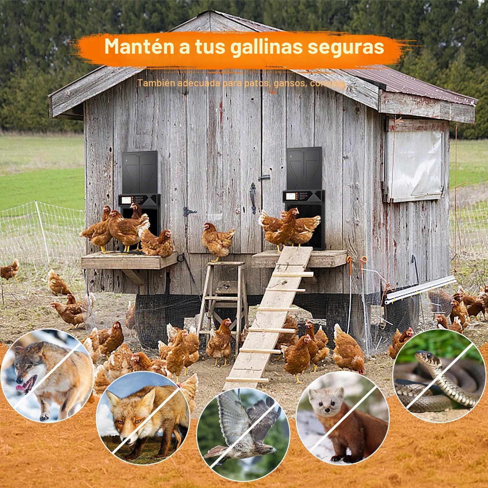 Puerta Gallinero Automático Solar con Mando a Distancia, Sensor de Luz y Temporizador, Anti-atrapamiento